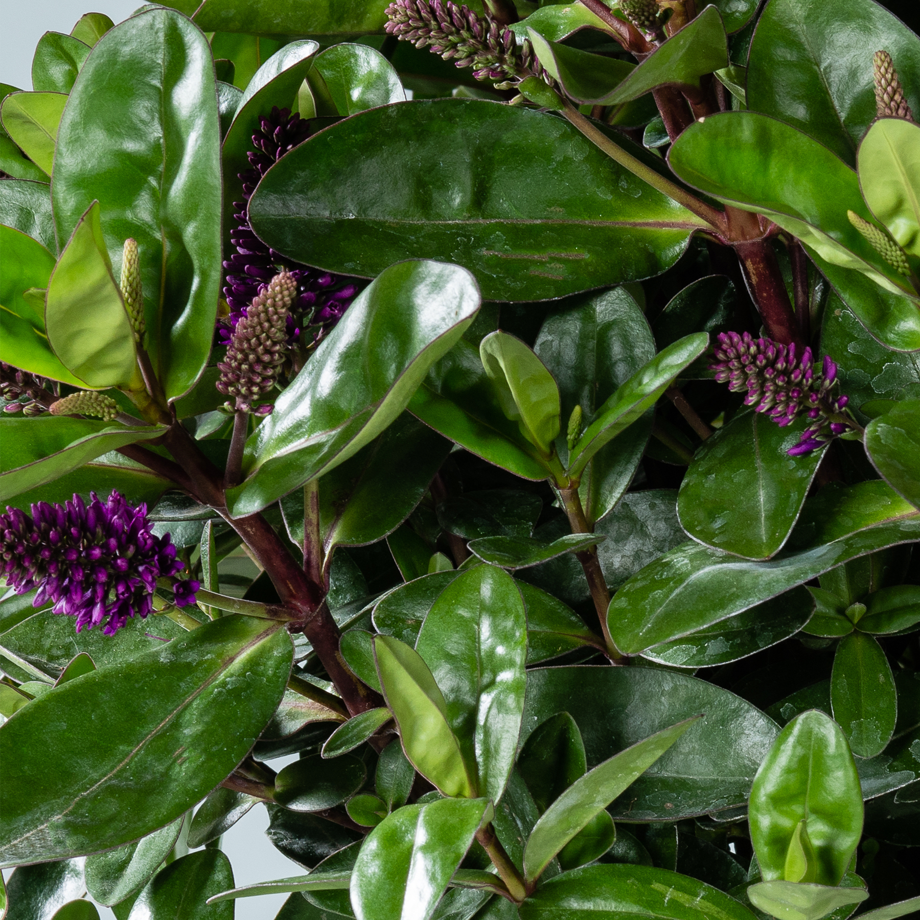 Das Bild zeigt ein üppiges, grünes Laub mit großen, glänzenden Blättern und kleinen, violetten Blüten, die aus den Stielen sprießen.