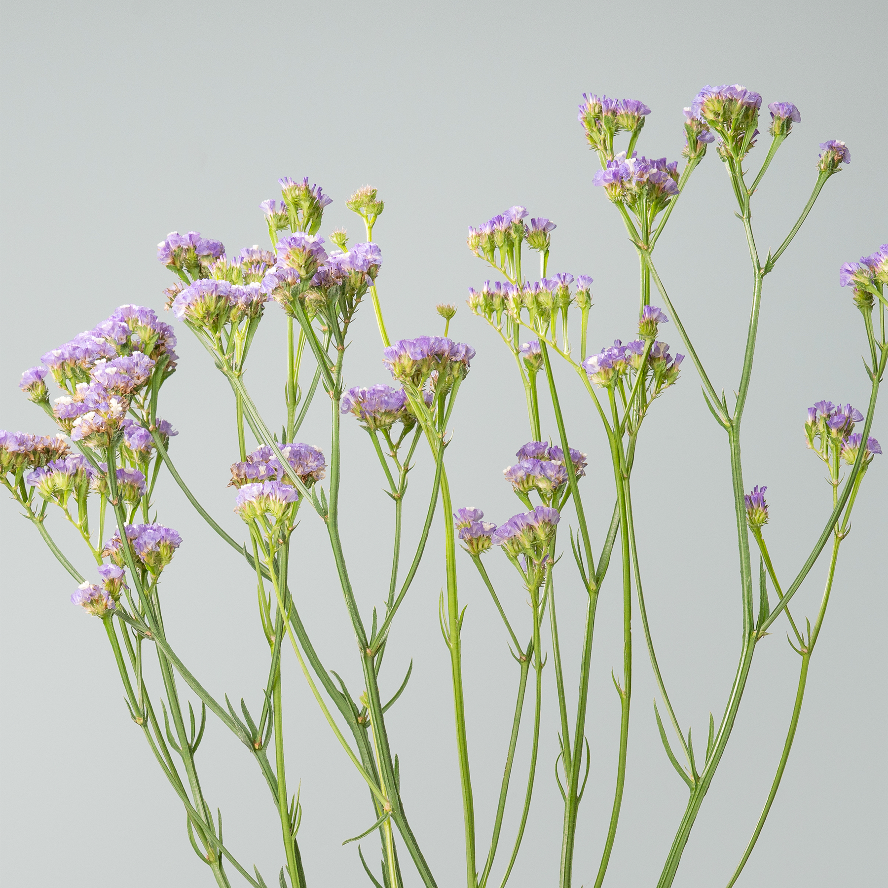 Das Bild zeigt eine Gruppe zarter violetter und gelber Wildblumen vor einem hellgrauen Hintergrund, deren schlanke Stiele in anmutiger Pracht nach oben ragen.
