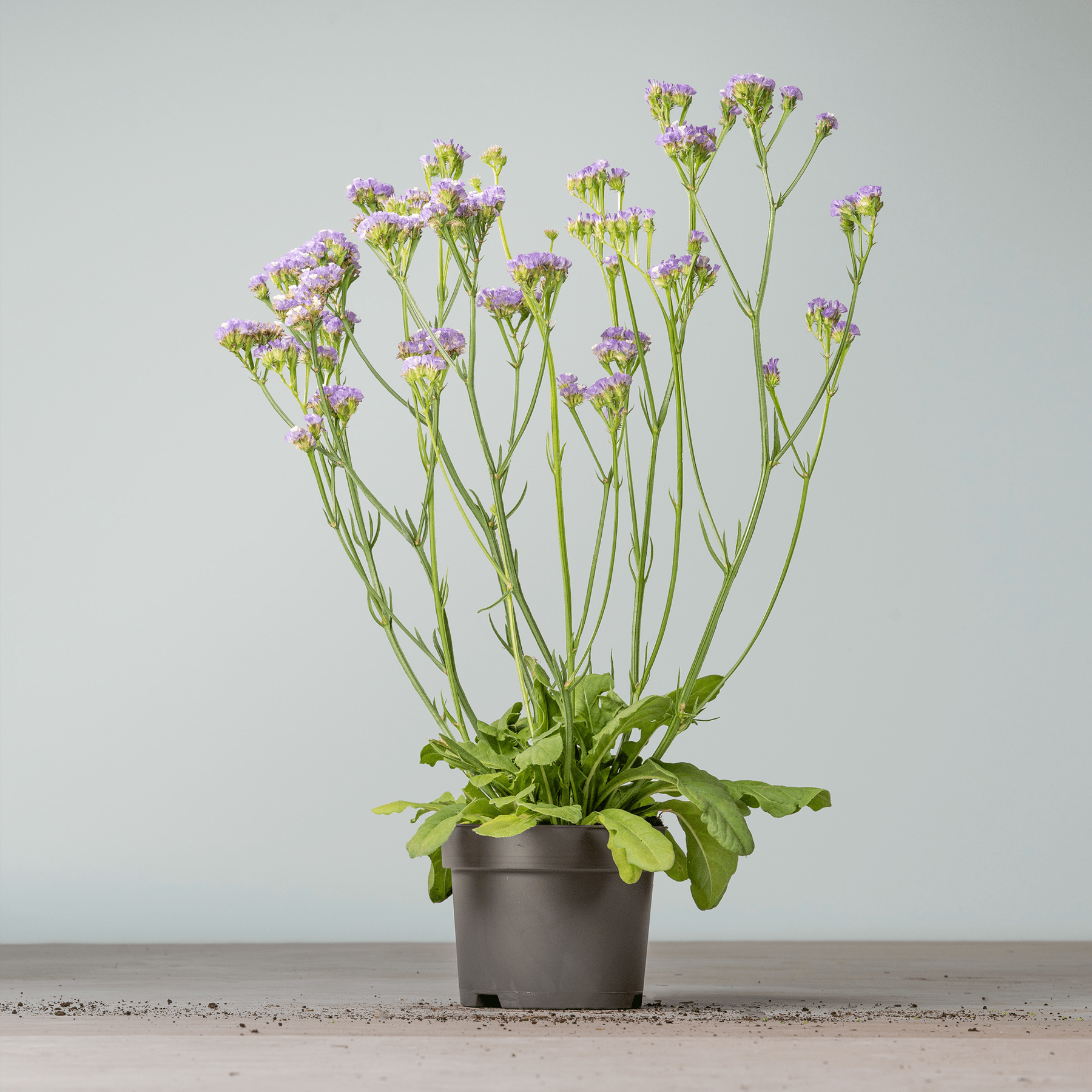 Eine Topfpflanze mit leuchtend violetten und grünen Blüten steht auf einer Holzoberfläche vor einem schlichten Hintergrund.