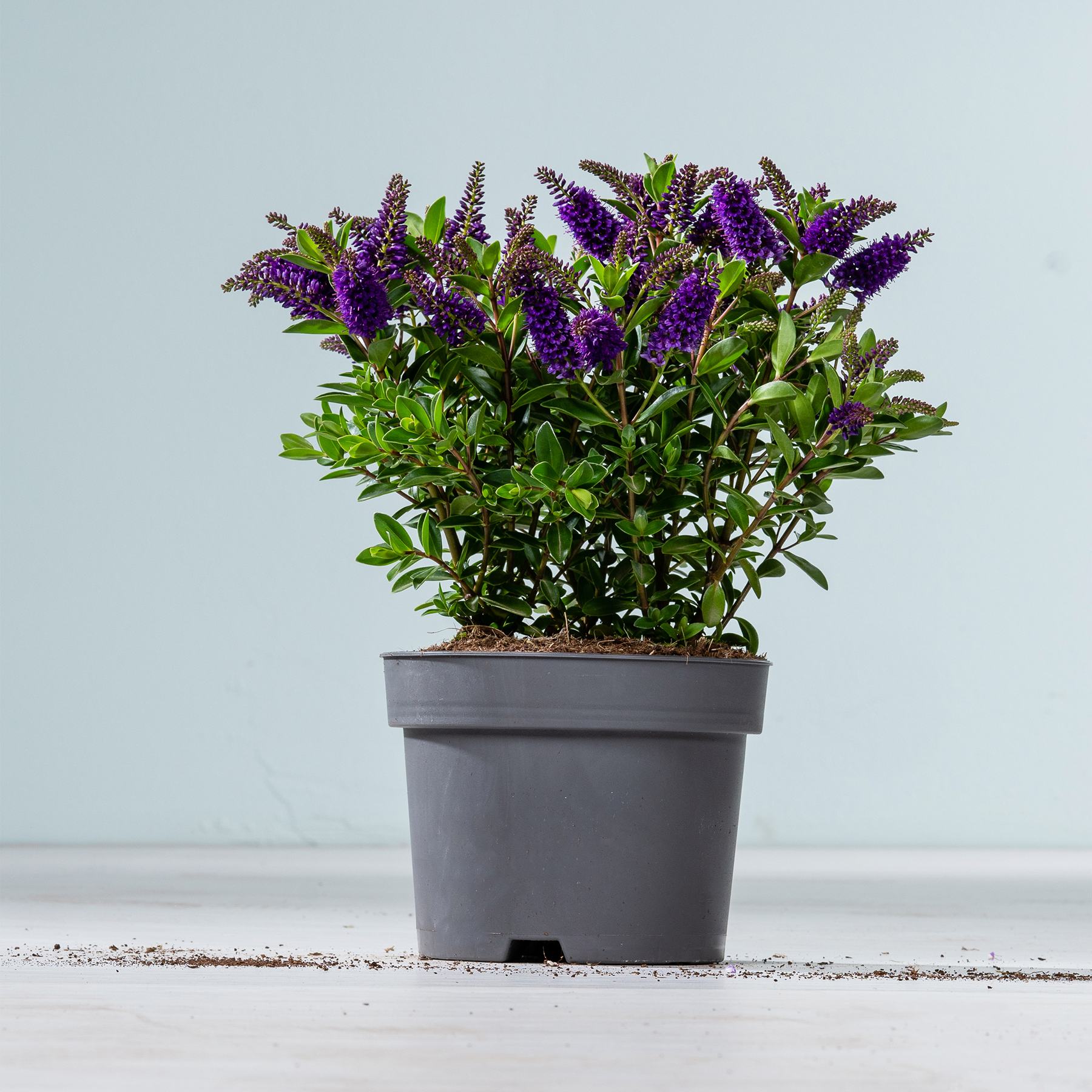 Eine Topfpflanze mit leuchtend violetten Blüten steht auf einer Holzoberfläche vor einem schlichten hellblauen Hintergrund.
