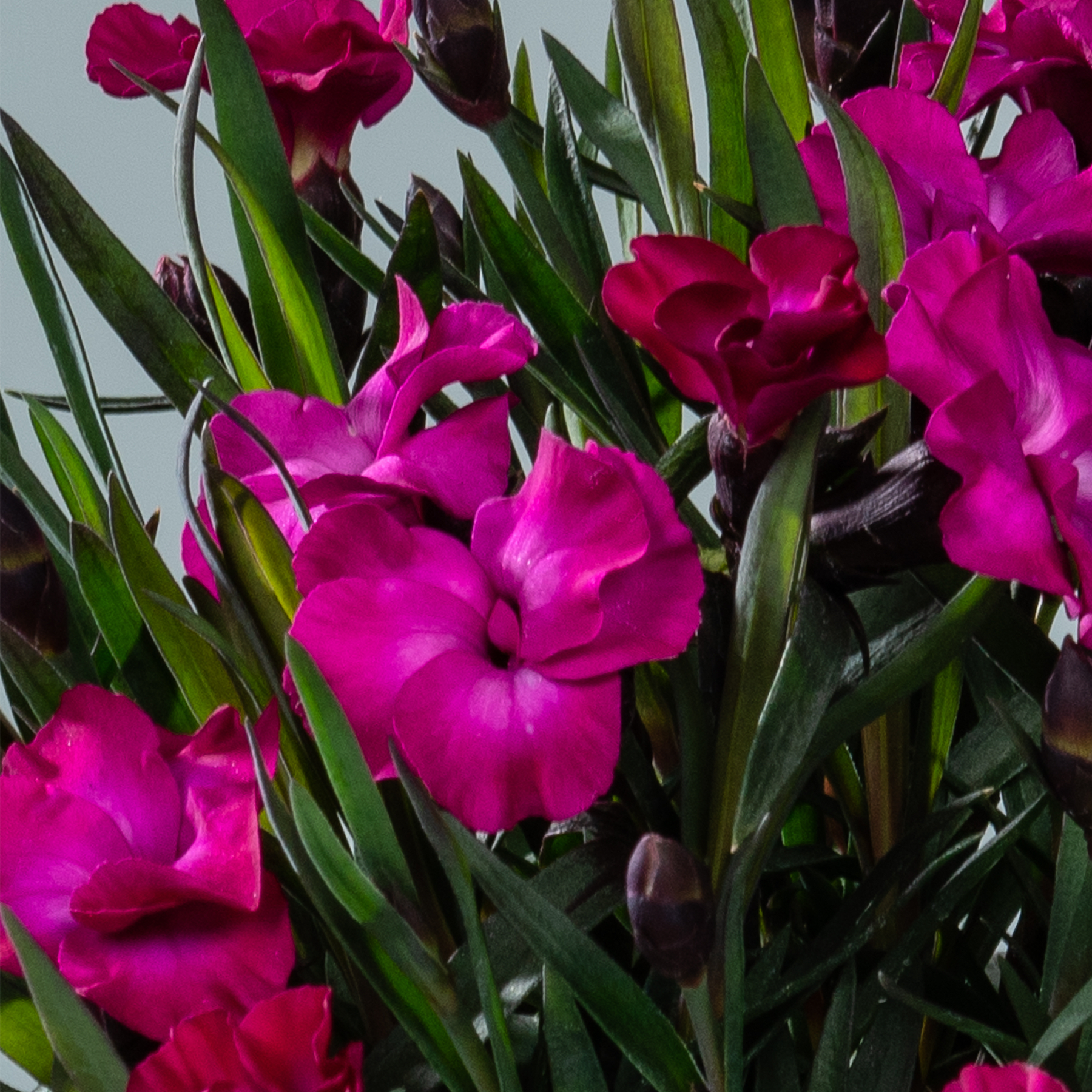 Leuchtend fuchsiafarbene Blüten mit üppigem grünem Laub füllen den Rahmen und schaffen eine optisch beeindruckende und fesselnde Szene.