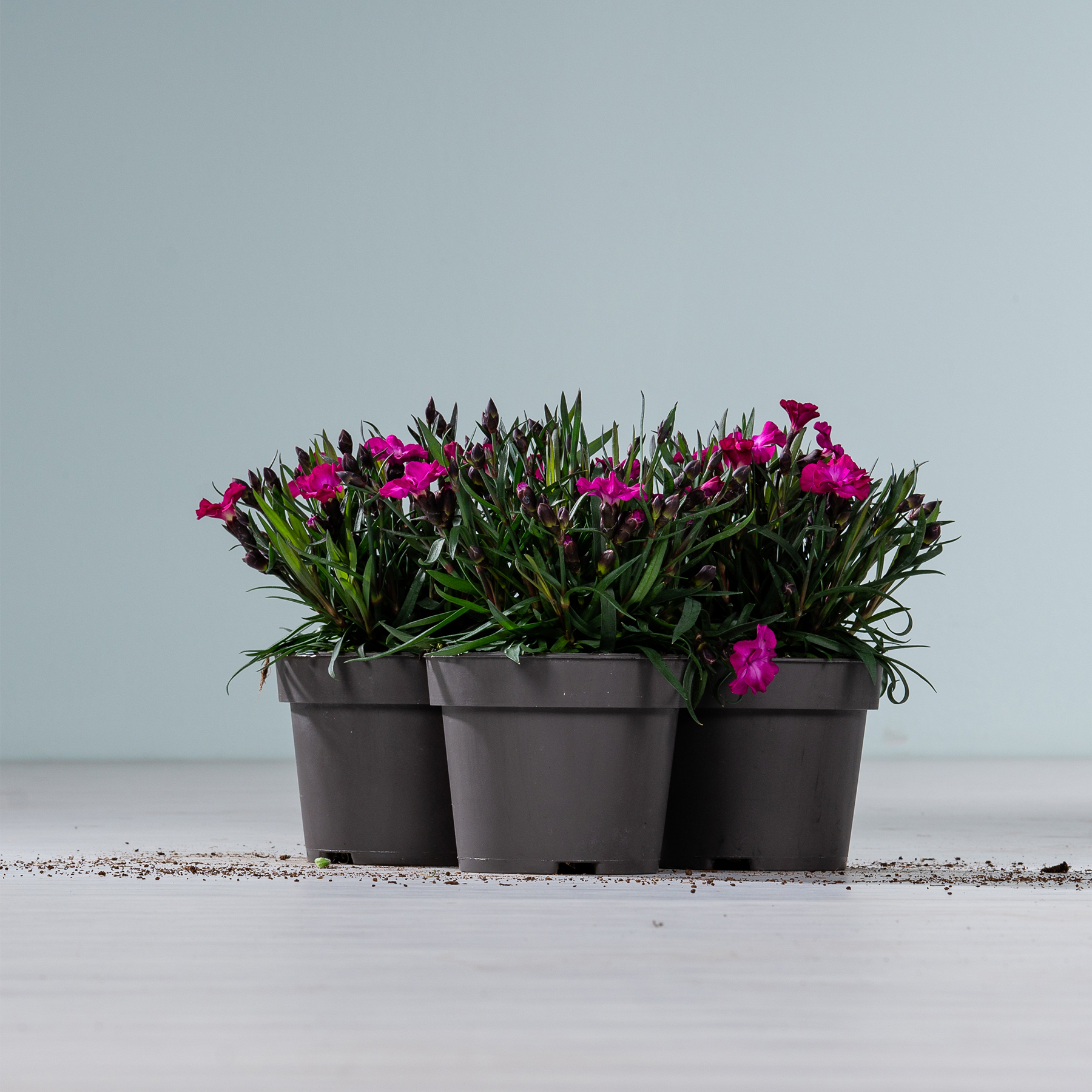 Drei schwarze Plastiktöpfe mit leuchtend rosa Blumen stehen auf einer weißen Fläche vor einem schlichten grauen Hintergrund.