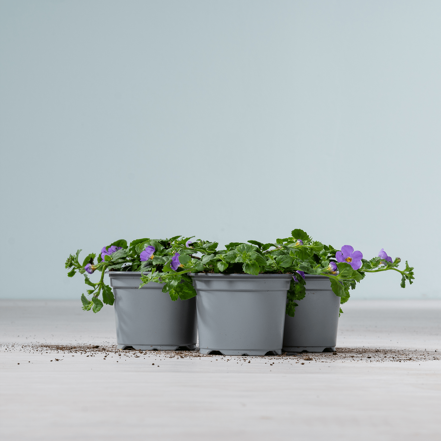 Drei graue Pflanzgefäße mit üppigem grünem Laub und leuchtend violetten Blumen stehen auf einer Holzoberfläche vor einem schlichten hellblauen Hintergrund.