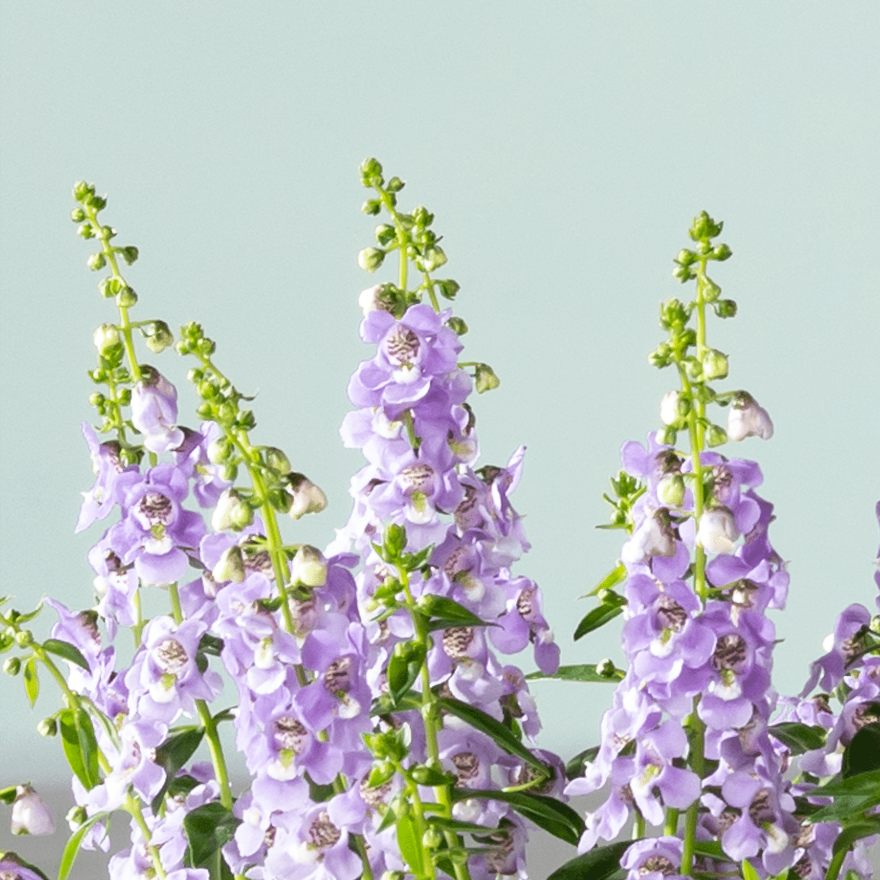 Leuchtend violette Blüten mit zarten Blütenblättern ragen hoch vor einem ruhigen, hellblaugrünen Hintergrund empor und schaffen eine optisch beeindruckende und ruhige Szene.