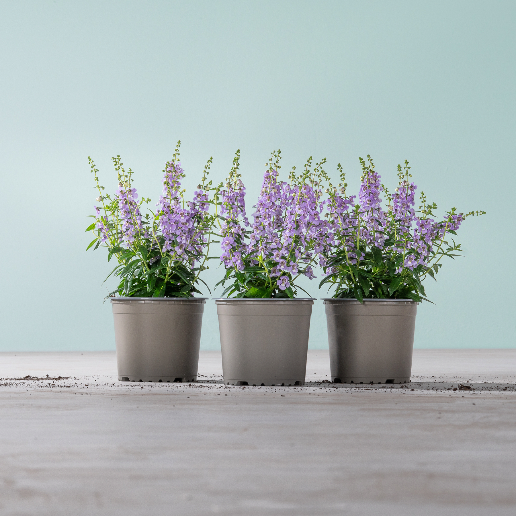 Drei Topfpflanzen mit leuchtend violetten Blüten stehen auf einer Holzoberfläche vor einem hellblauen Hintergrund.