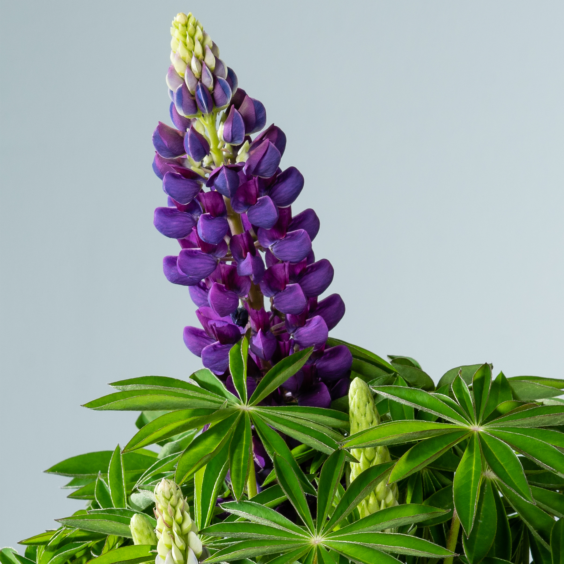 Eine leuchtende Ansammlung violetter Lupinenblüten ragt hoch vor einem schlichten grauen Hintergrund empor, wobei ihr grünes Laub einen üppigen Kontrast bildet.