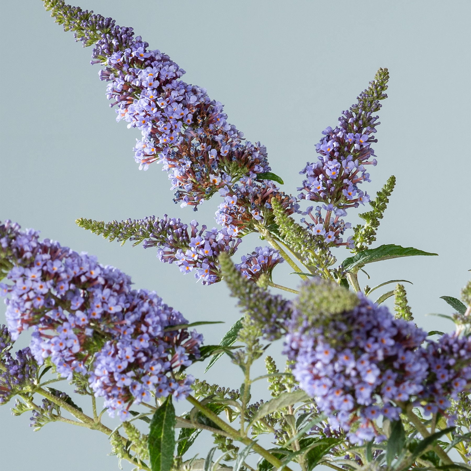 Leuchtend violette und grüne Blüten mit üppigem Laub vor einem hellblauen Himmel.