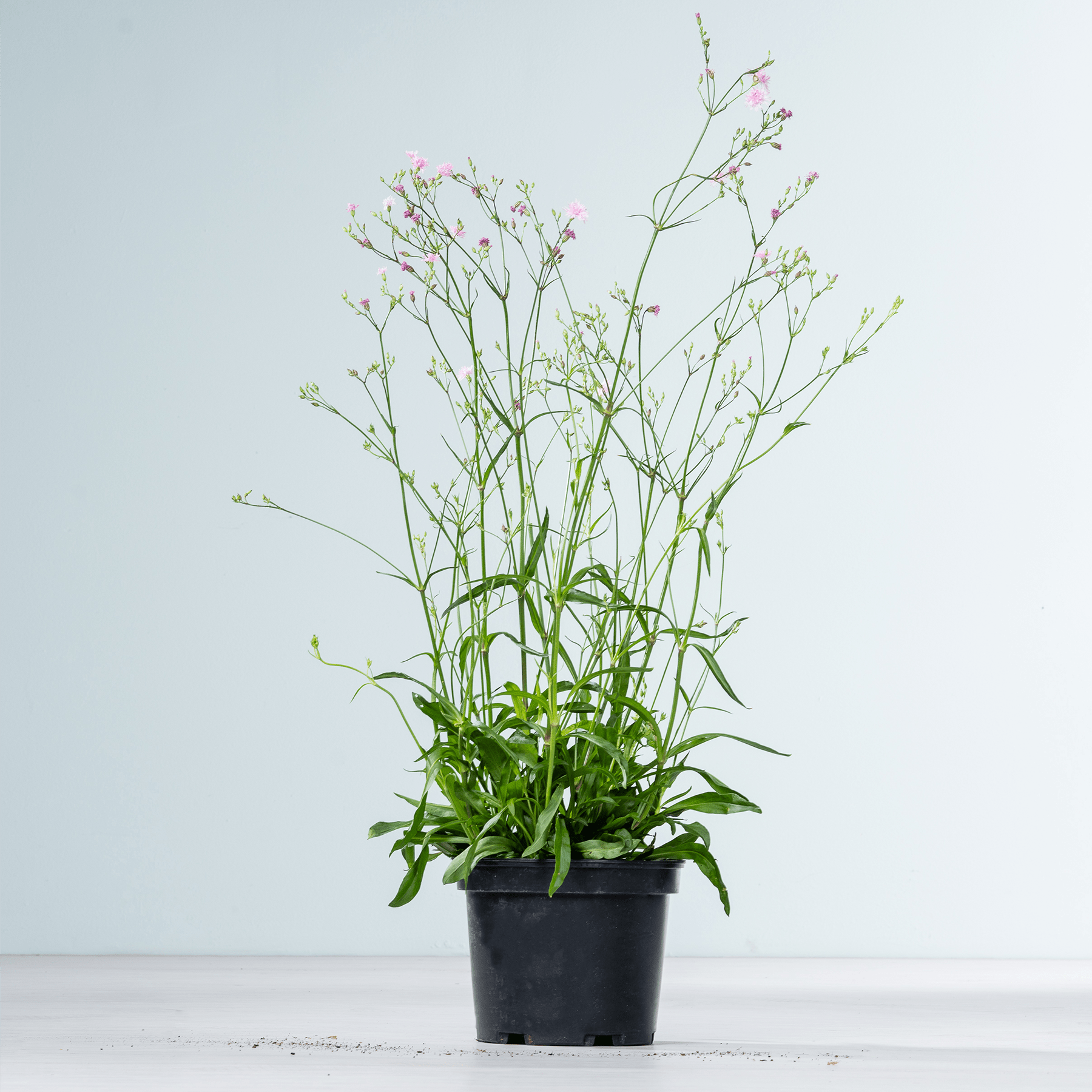 Eine Topfpflanze mit zarten weißen Blüten und grünem Laub steht vor einem schlichten, hellen Hintergrund.