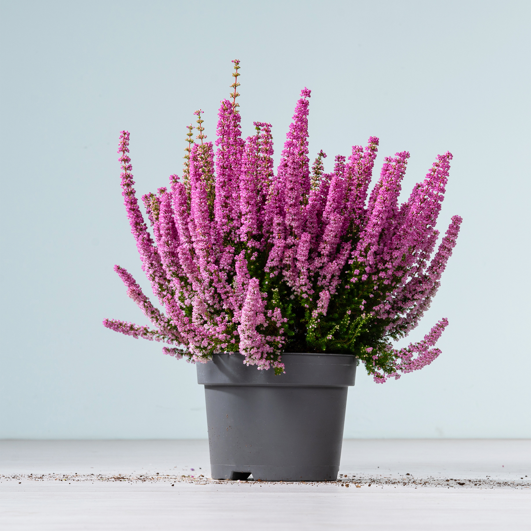 Ein farbenfroher Strauß rosa Heideblumen steht in einem schwarzen Blumentopf vor einem schlichten hellblauen Hintergrund.