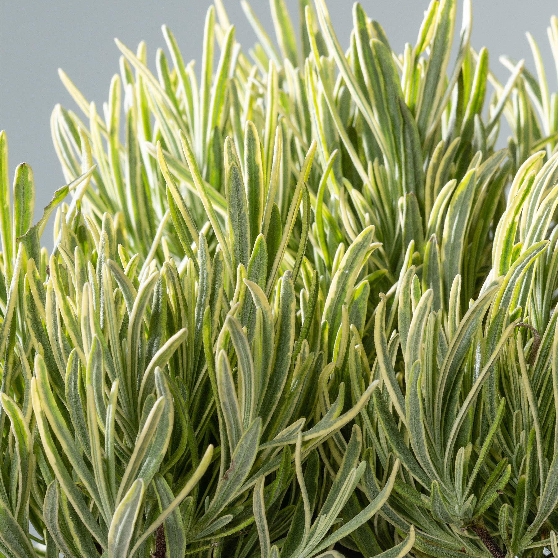 Das Bild zeigt eine Nahaufnahme üppiger, grüner Blätter mit weißen Streifen, die vor einem neutralen Hintergrund eine lebendige und strukturierte Pflanzendarstellung erzeugen.