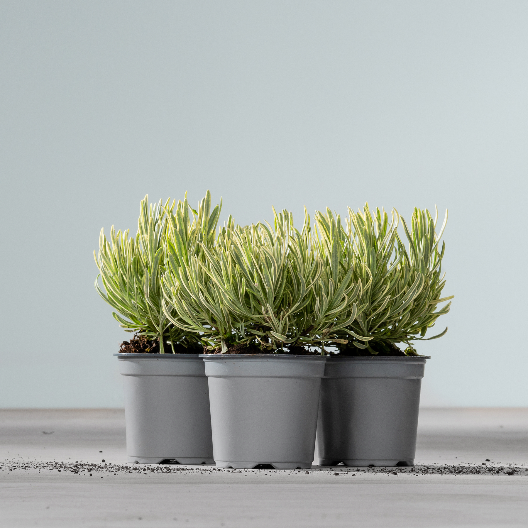 Reihen kleiner Topfpflanzen mit langen, schlanken grünen Blättern stehen auf einer grauen Fläche vor einem schlichten Hintergrund.