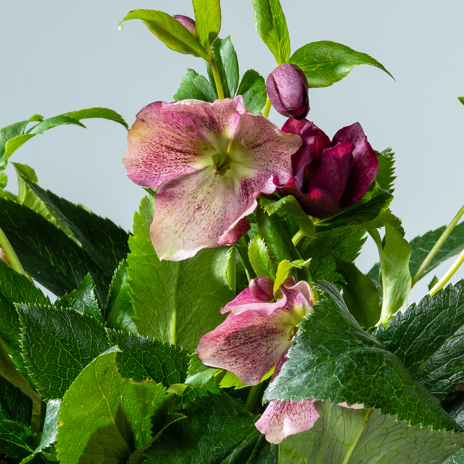 Das Bild zeigt leuchtend rosa und grüne Nieswurzblüten mit üppigen grünen Blättern vor einem hellblauen Hintergrund.