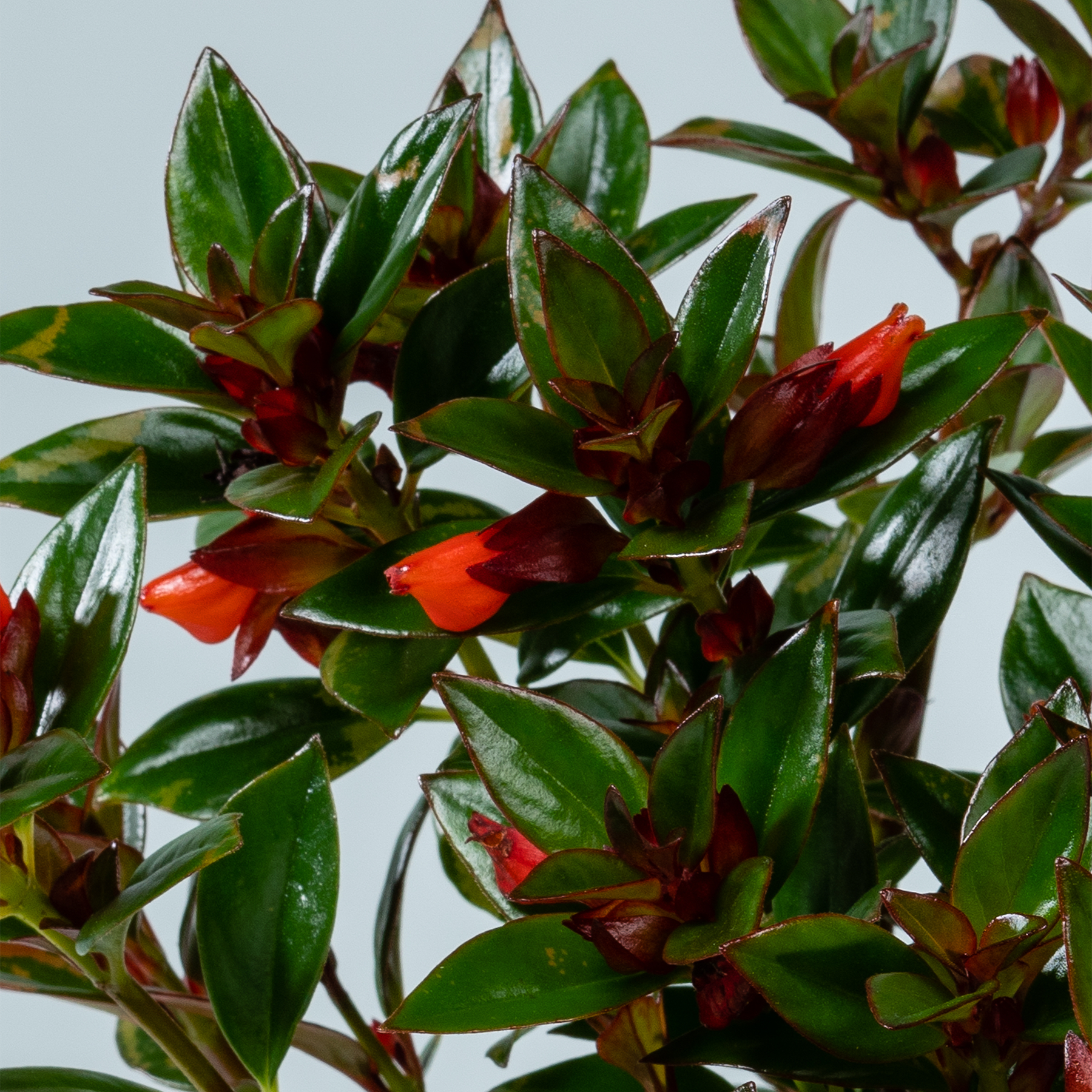 Leuchtend grüne Blätter mit roten und orangefarbenen Akzenten schaffen eine üppige und farbenfrohe Naturszene.