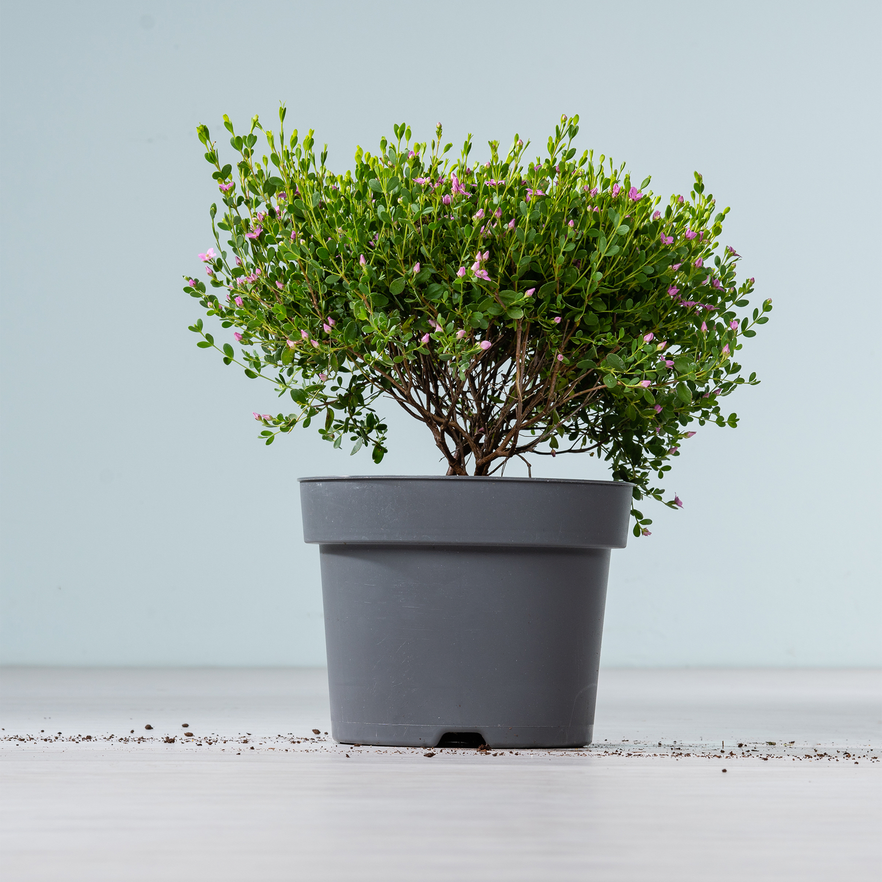 Eine kleine, üppig grüne baumartige Pflanze wächst in einem grauen Plastiktopf vor einem schlichten hellblauen Hintergrund.