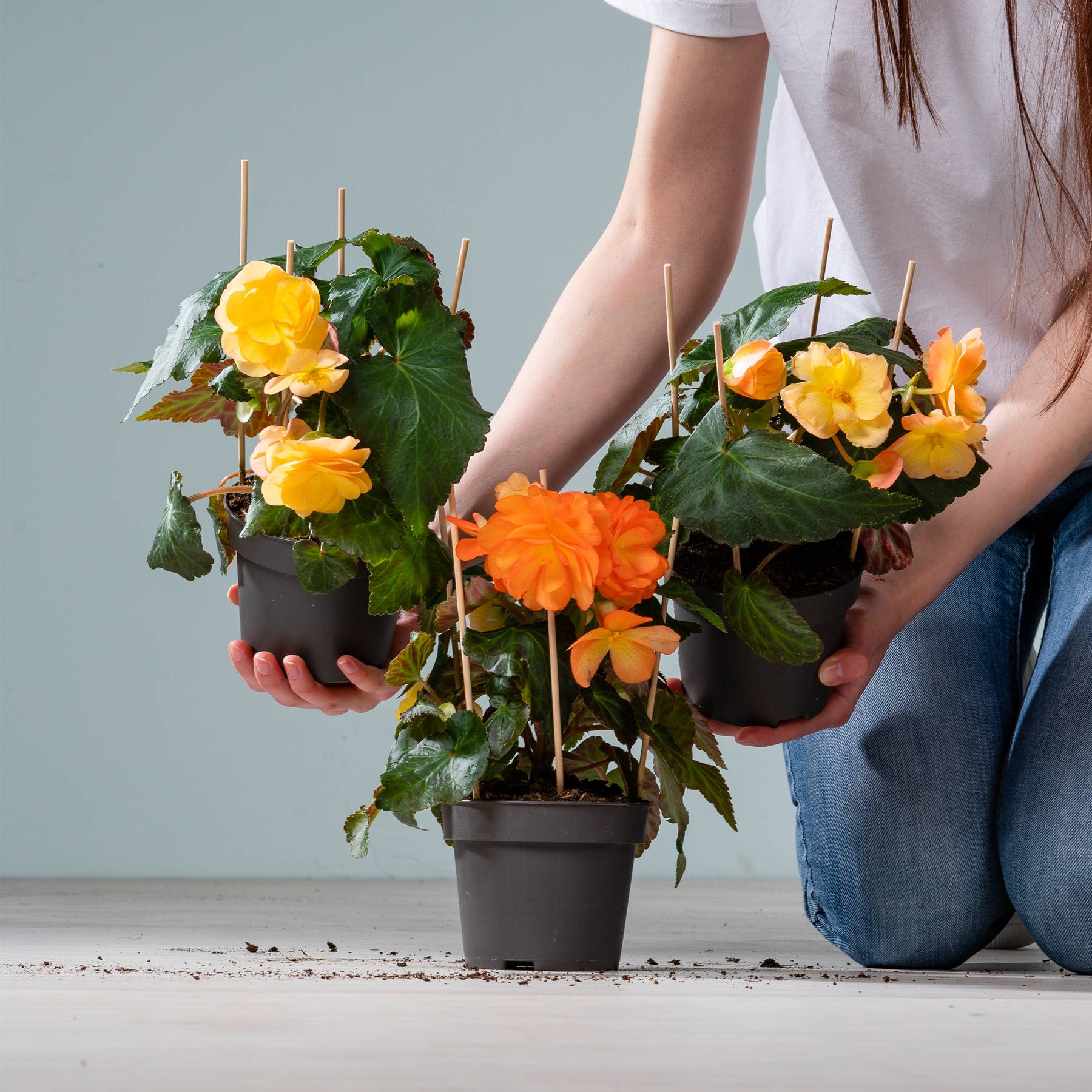 Das Bild zeigt die Hände einer Person, die vor einem schlichten grauen Hintergrund zwei Topfpflanzen mit leuchtend gelben und orangefarbenen Blüten hält.
