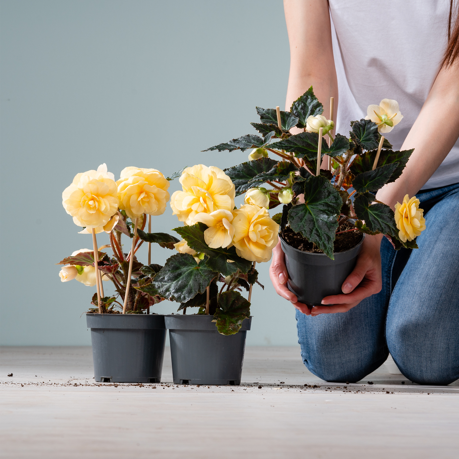 Das Bild zeigt eine Person, die eine Topfpflanze mit gelben Rosen vor einem grauen Hintergrund hält, wobei im Vordergrund weitere Topfpflanzen zu sehen sind.