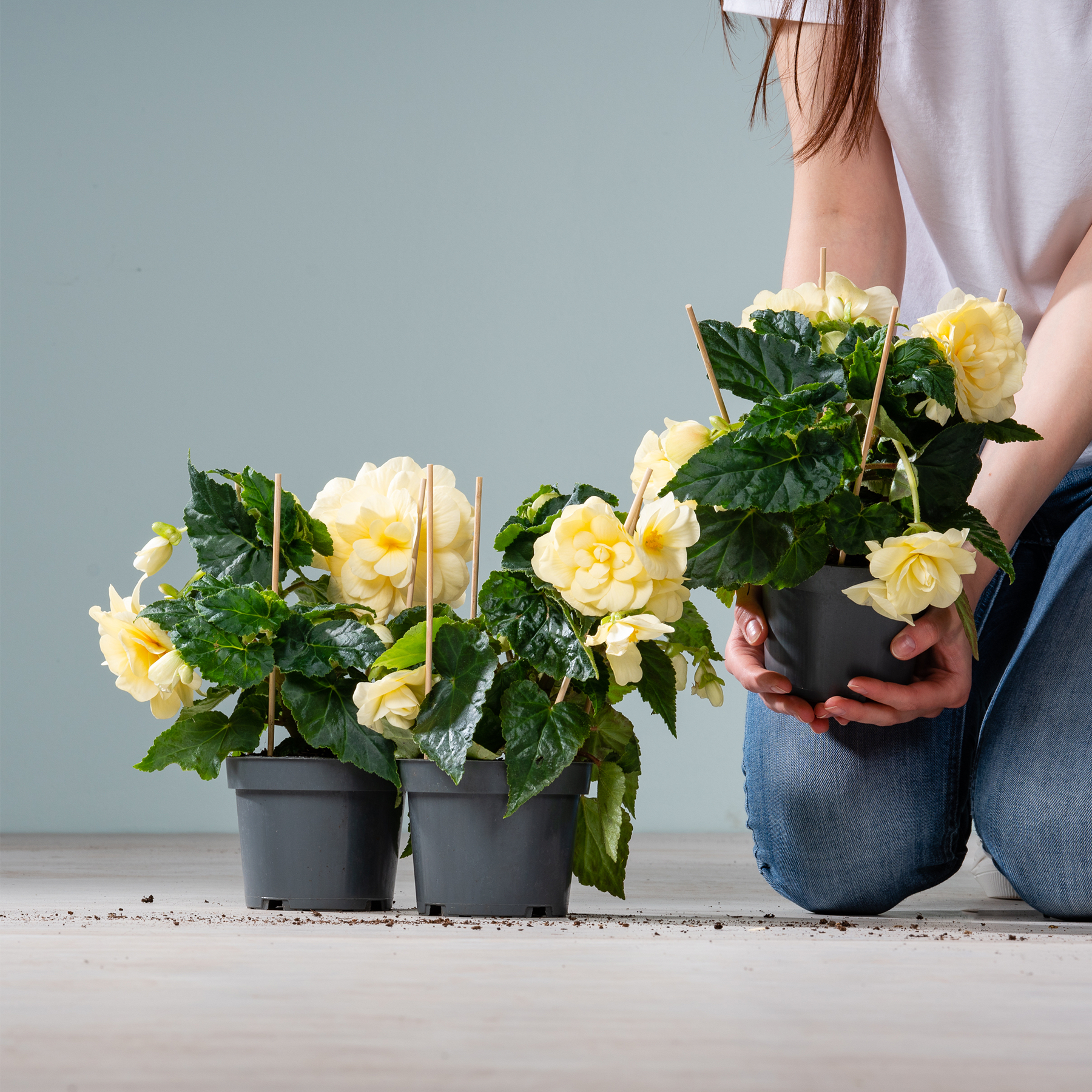 Das Bild zeigt eine Person, die eine Topfpflanze mit gelben Blüten hält, umgeben von weiteren Topfpflanzen mit ähnlichen gelben Blüten, alles vor einem schlichten grauen Hintergrund.