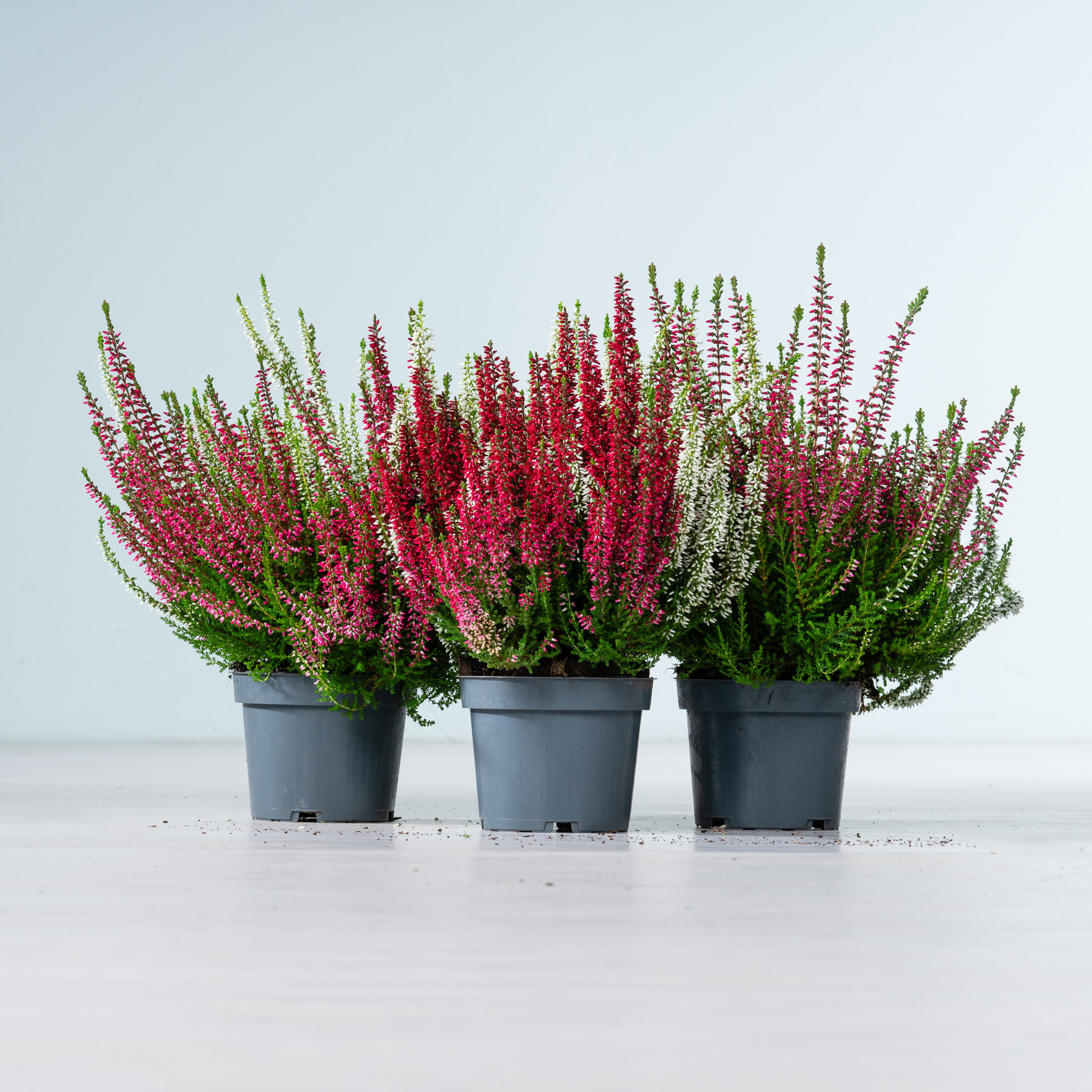 Drei Topfpflanzen mit leuchtend rosa und weiß blühenden Heidepflanzen vor einem schlichten weißen Hintergrund.