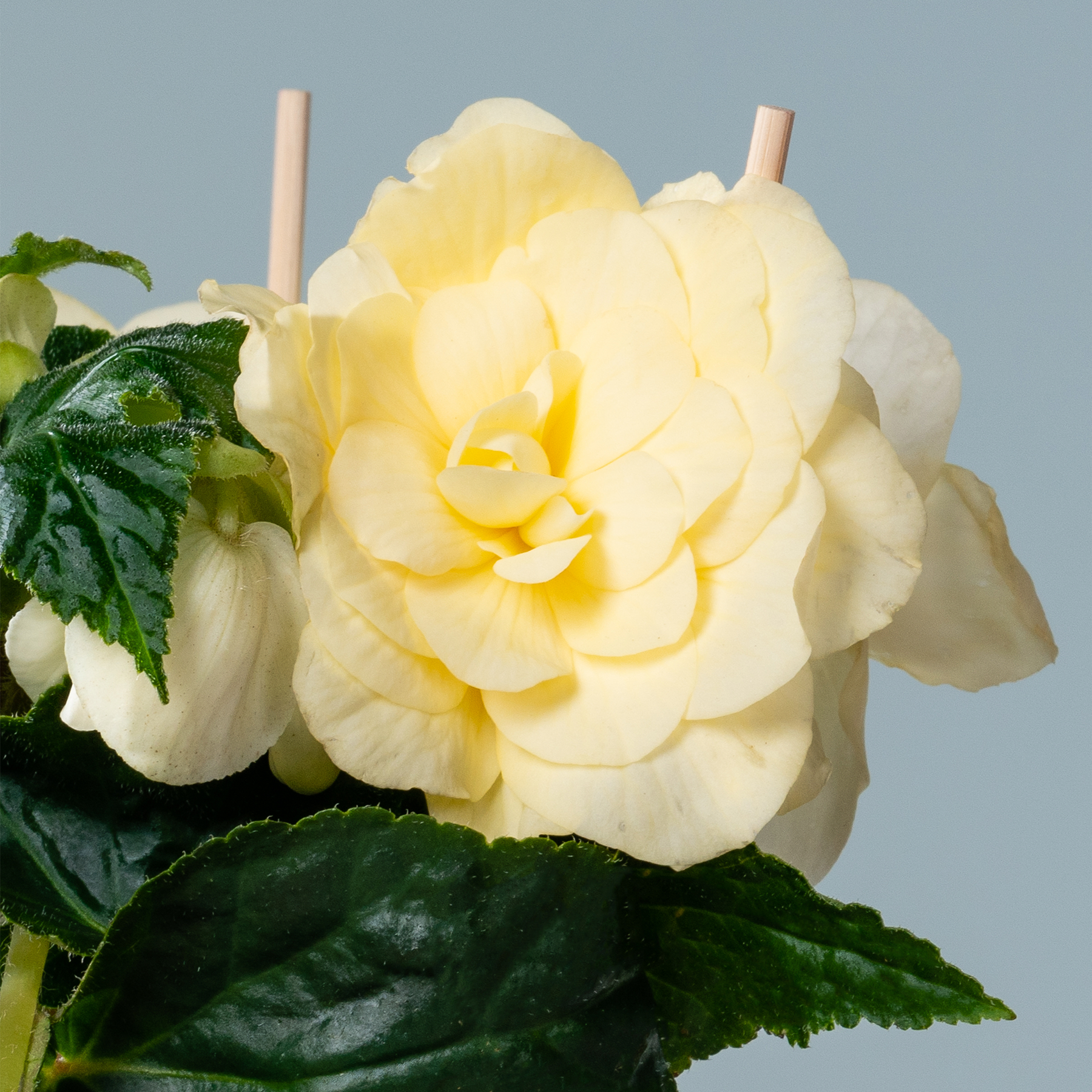 Eine leuchtend gelbe Rose mit üppigen grünen Blättern sticht vor einem sanften blaugrauen Hintergrund hervor.