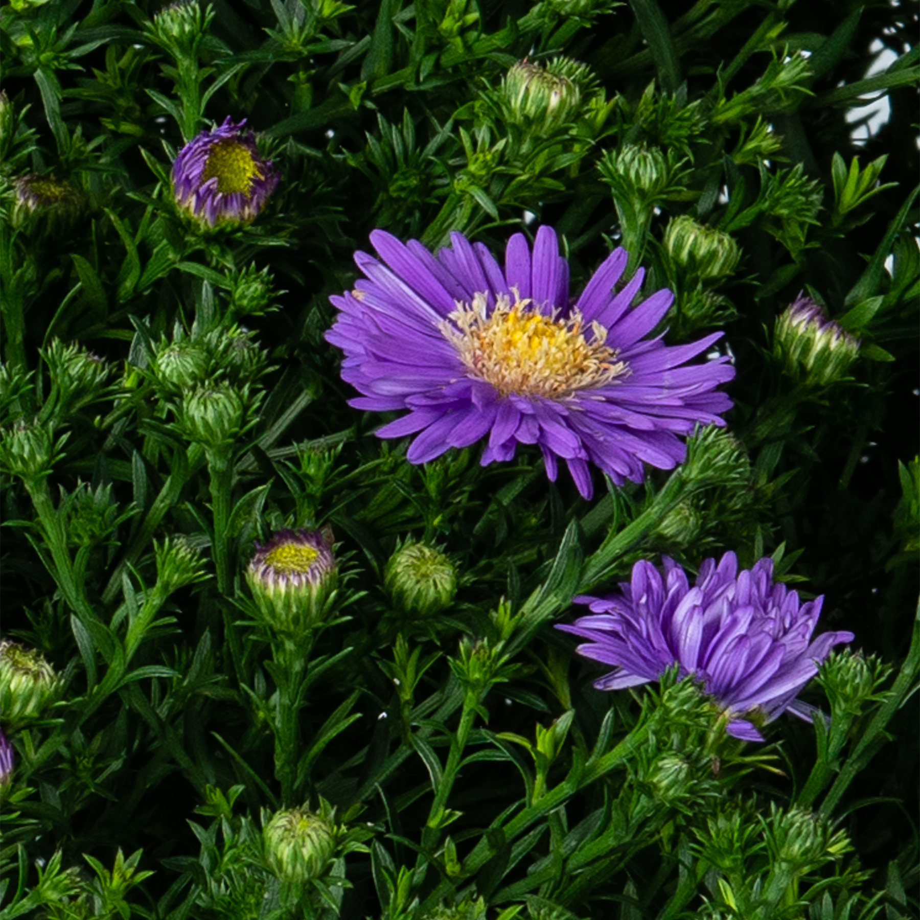 Das Bild zeigt leuchtend violette Asternblüten, umgeben von üppigem grünem Laub, wodurch eine optisch beeindruckende und ruhige Naturszene entsteht.