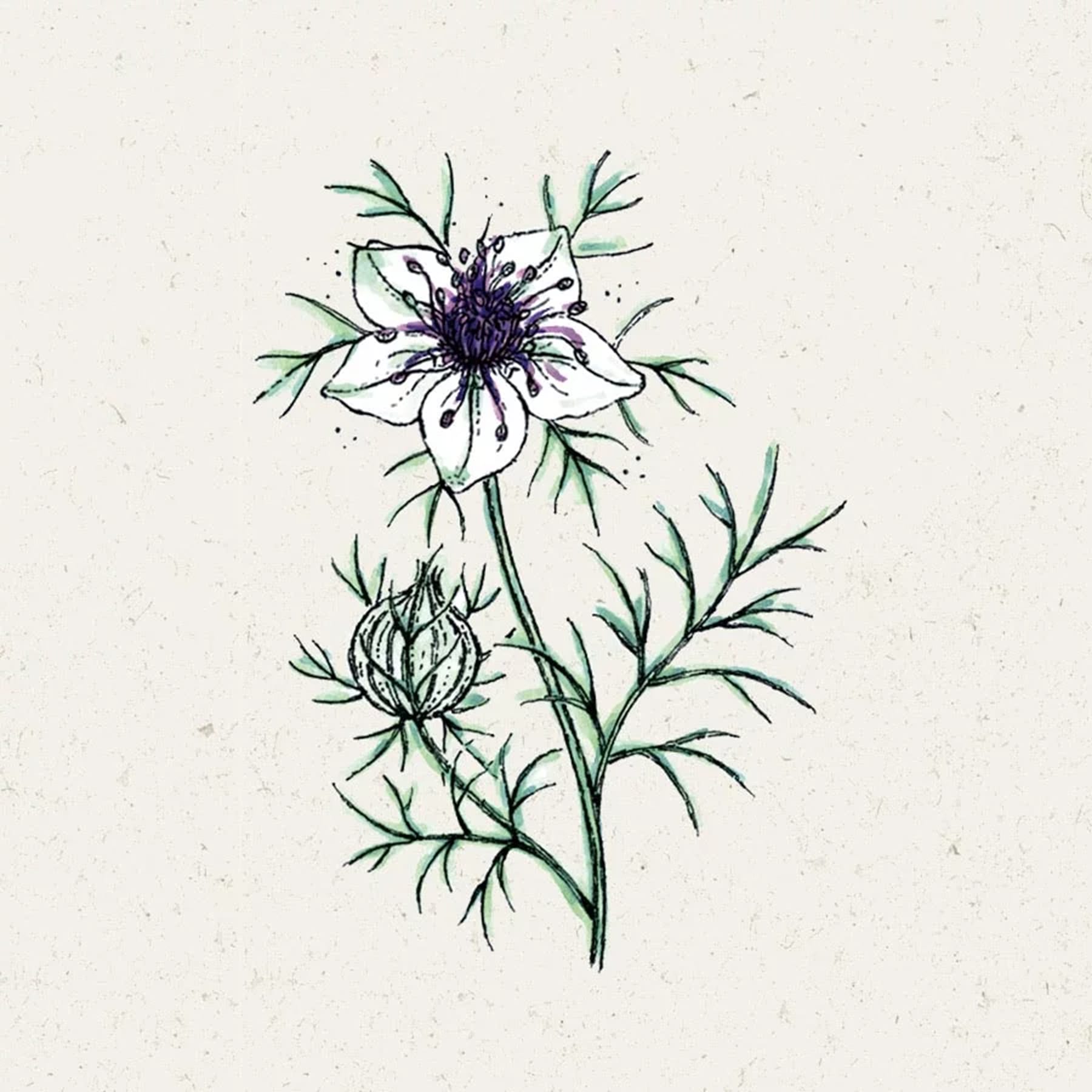 Das Bild zeigt eine zarte botanische Illustration einer blühenden Pflanze mit komplizierten, gefiederten Blättern und einer auffälligen, dunkel gefärbten Blüte in der Mitte.