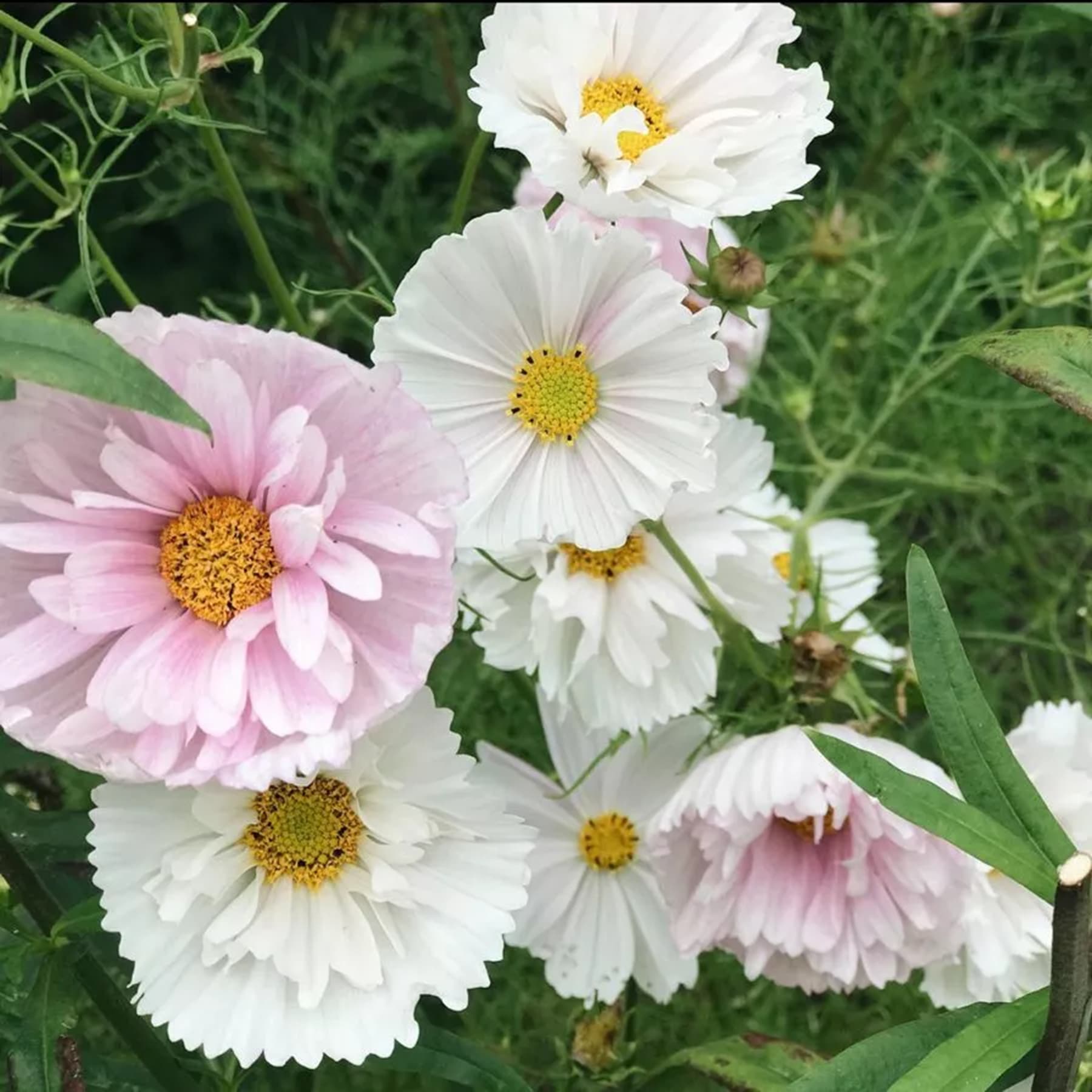Das Bild zeigt eine leuchtende Pracht weißer und rosafarbener, gänseblümchenartiger Blüten vor einem üppigen grünen Hintergrund.