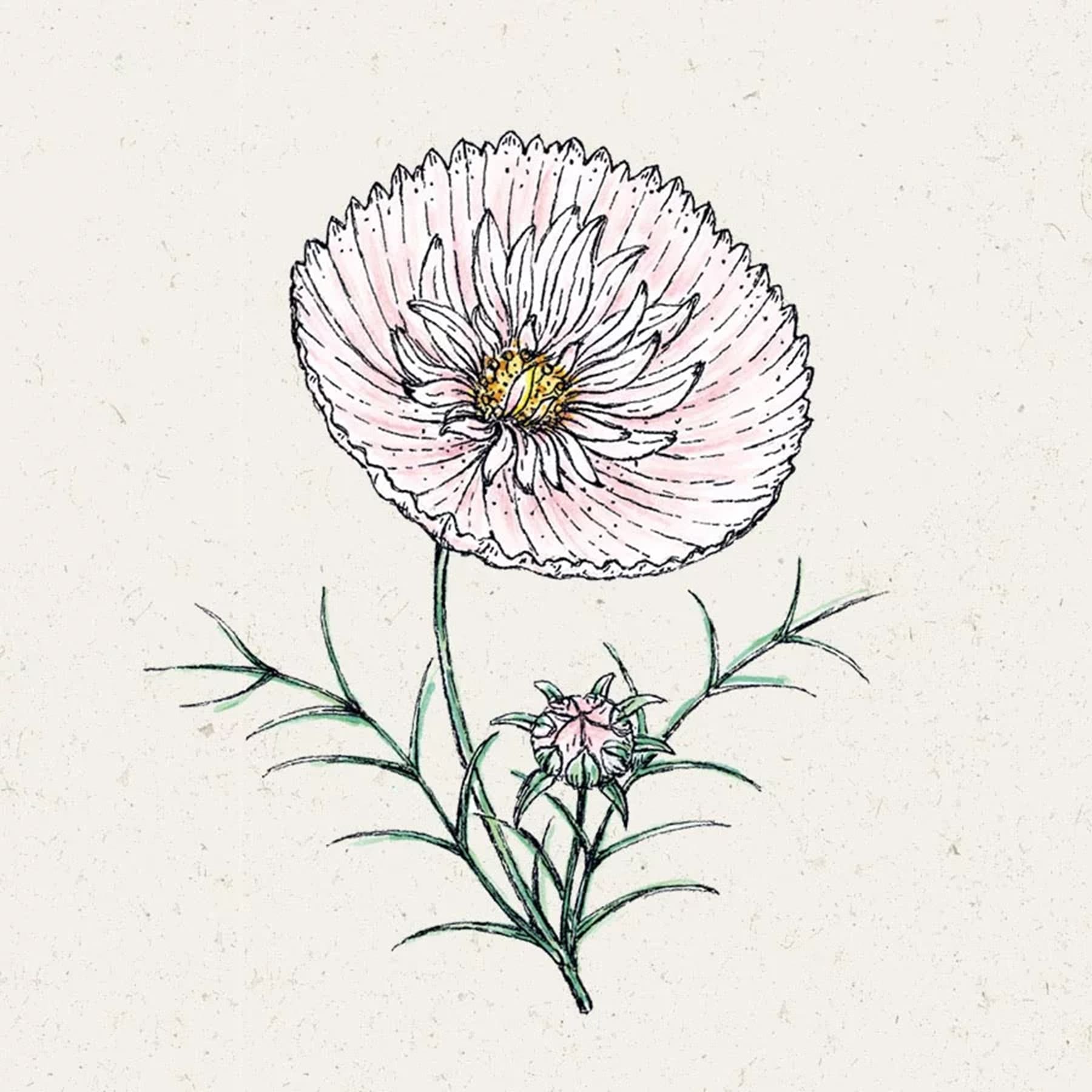 Eine detaillierte Skizze einer leuchtend rosa, gänseblümchenartigen Blume mit zarten Blütenblättern und einer gelben Mitte vor einem schlichten Hintergrund.