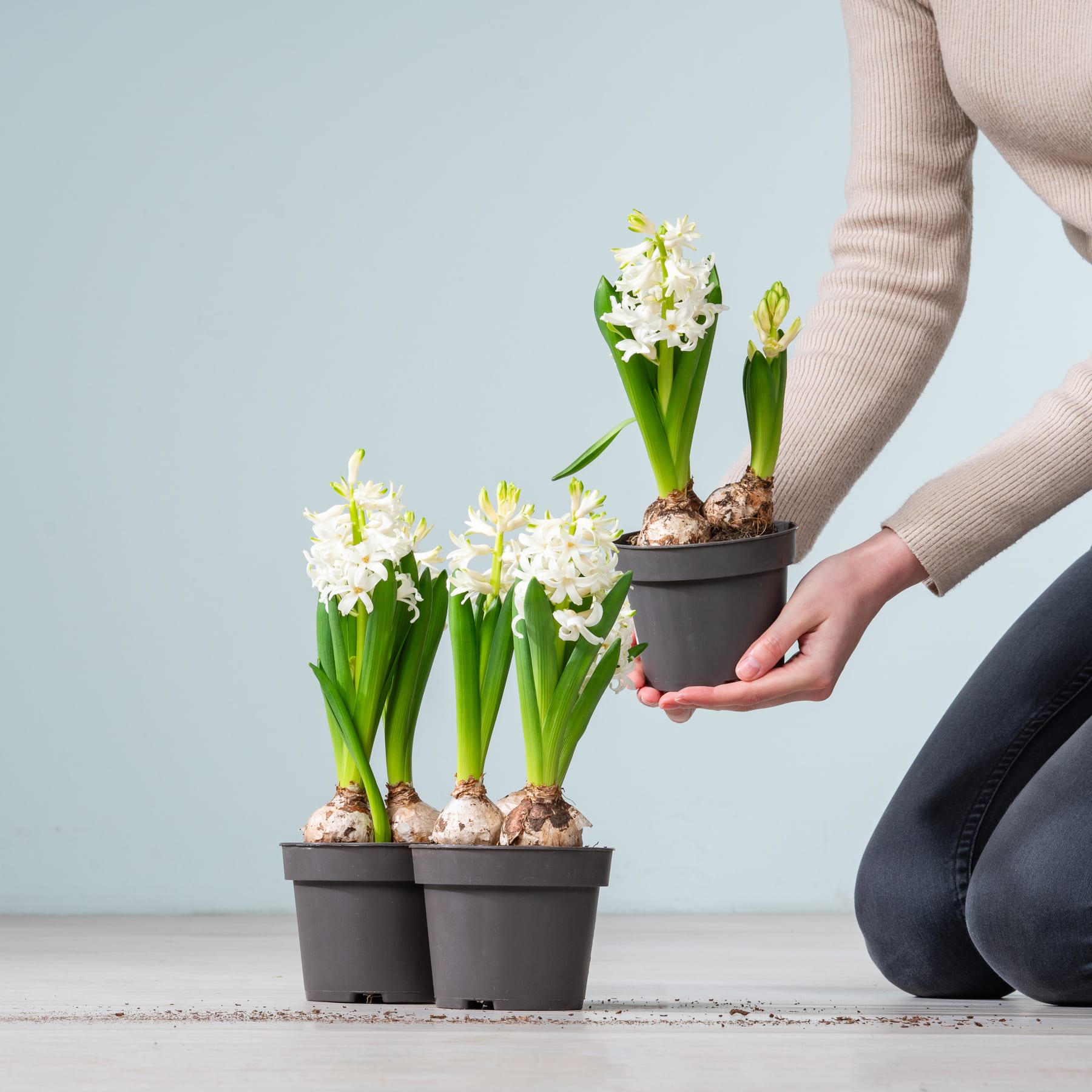 Das Bild zeigt mehrere Hyazinthenpflanzen in Töpfen mit weißen Blüten, die eine Person vor einem schlichten Hintergrund in den Händen hält.