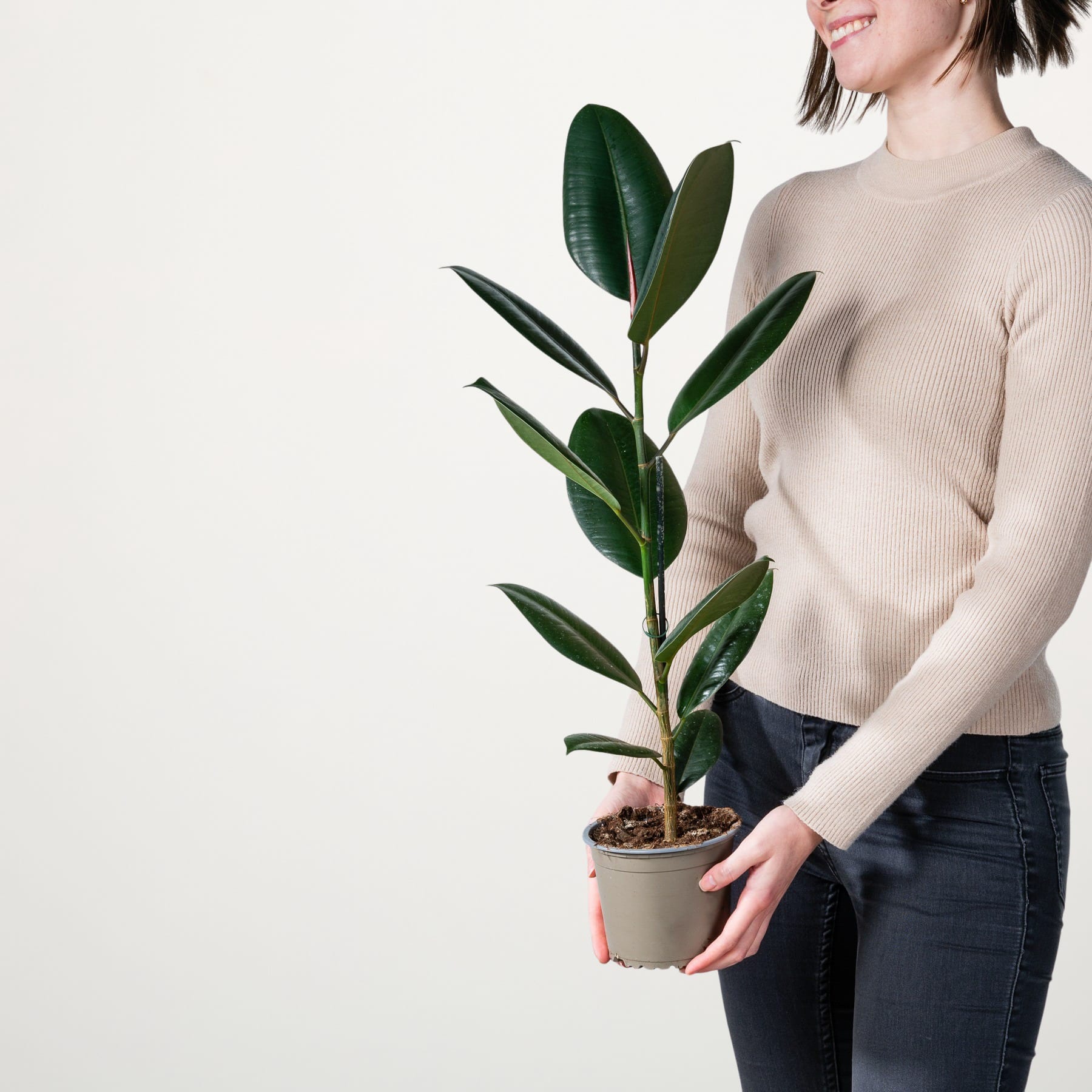 Eine junge Frau in einem beigen Pullover hält eine Topfpflanze mit großen, glänzend grünen Blättern vor einem schlichten weißen Hintergrund.