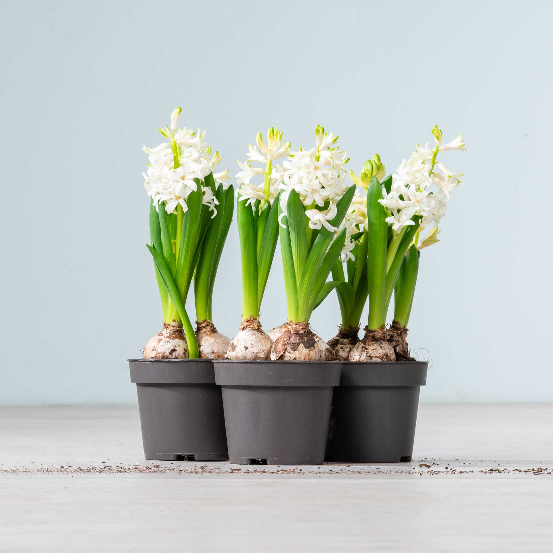 Eine Reihe weißer Hyazinthenblüten in schwarzen Plastiktöpfen vor hellblauem Hintergrund.