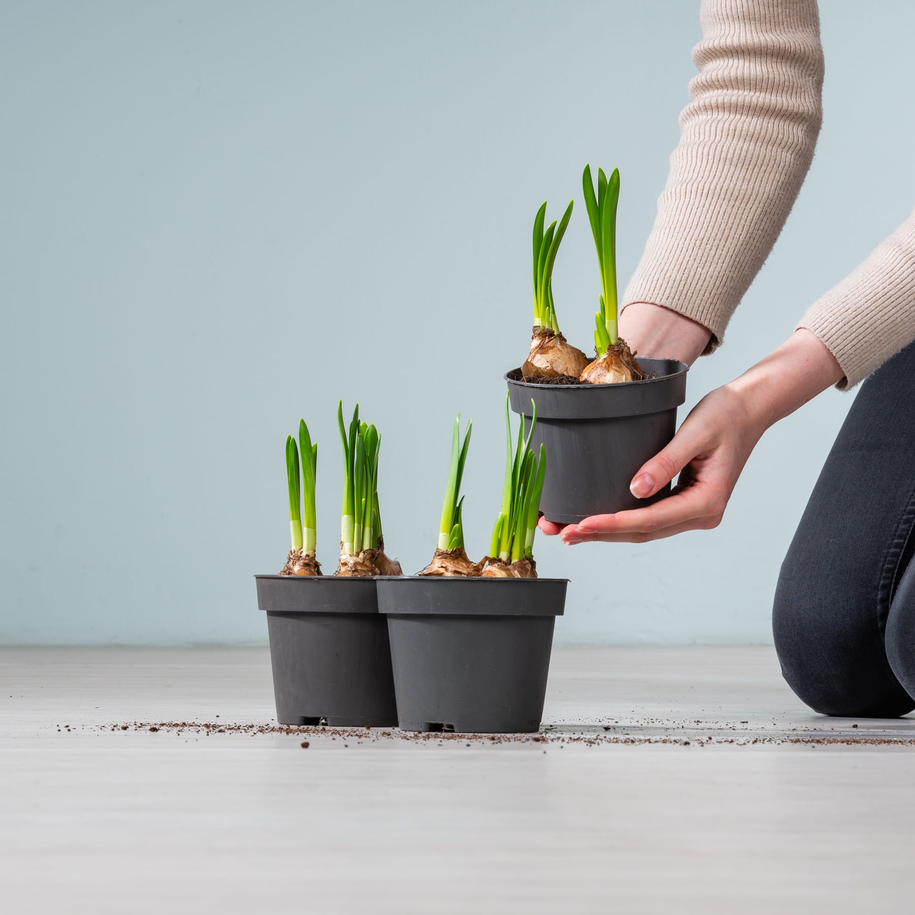 Das Bild zeigt mehrere kleine schwarze Töpfe mit grünen Sprossen oder Setzlingen. Im Vordergrund hält eine Person vor einem schlichten hellblauen Hintergrund einen der Töpfe.