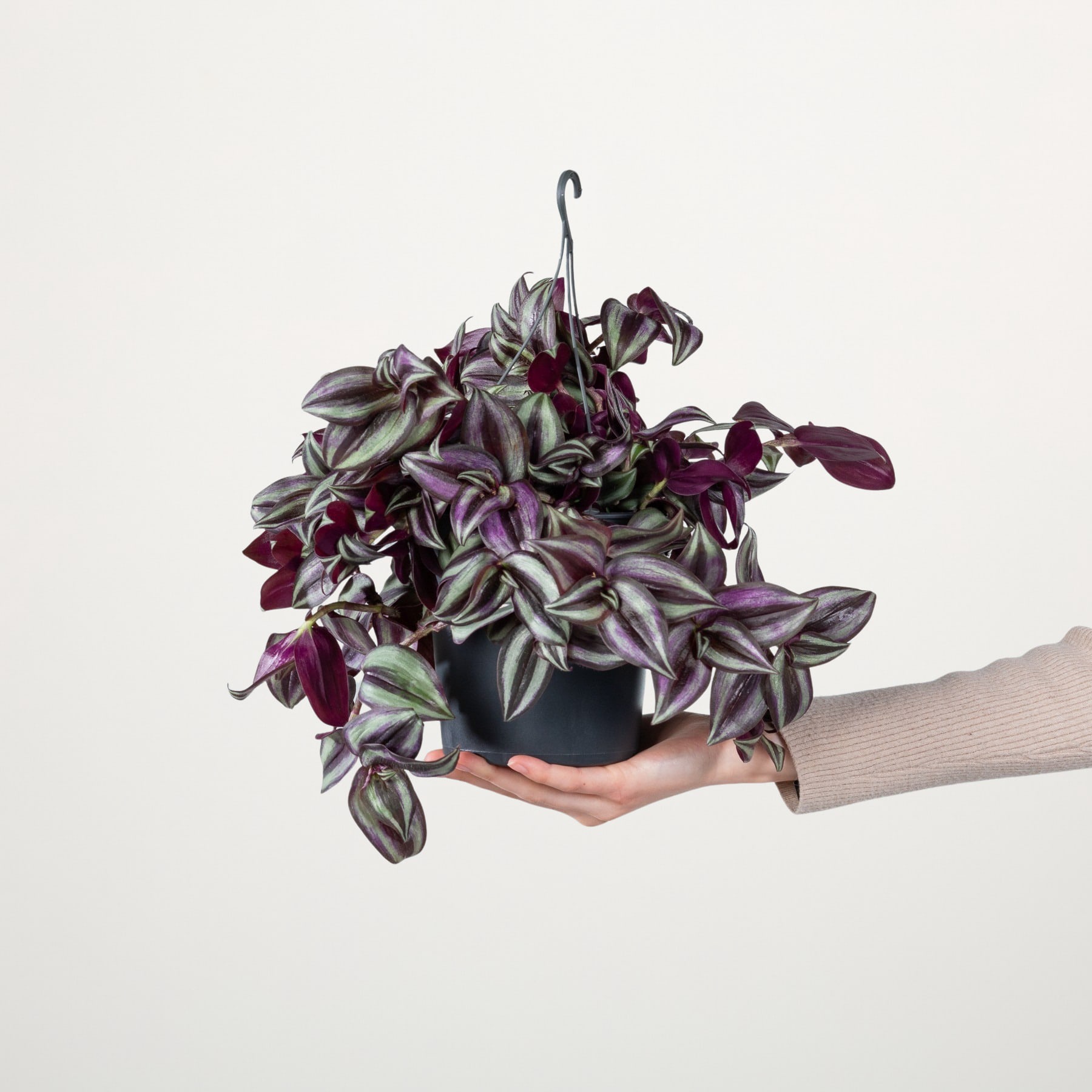 Eine Hand hält eine Topfpflanze mit üppigen, leuchtend violetten und grünen Blättern vor einem schlichten weißen Hintergrund.