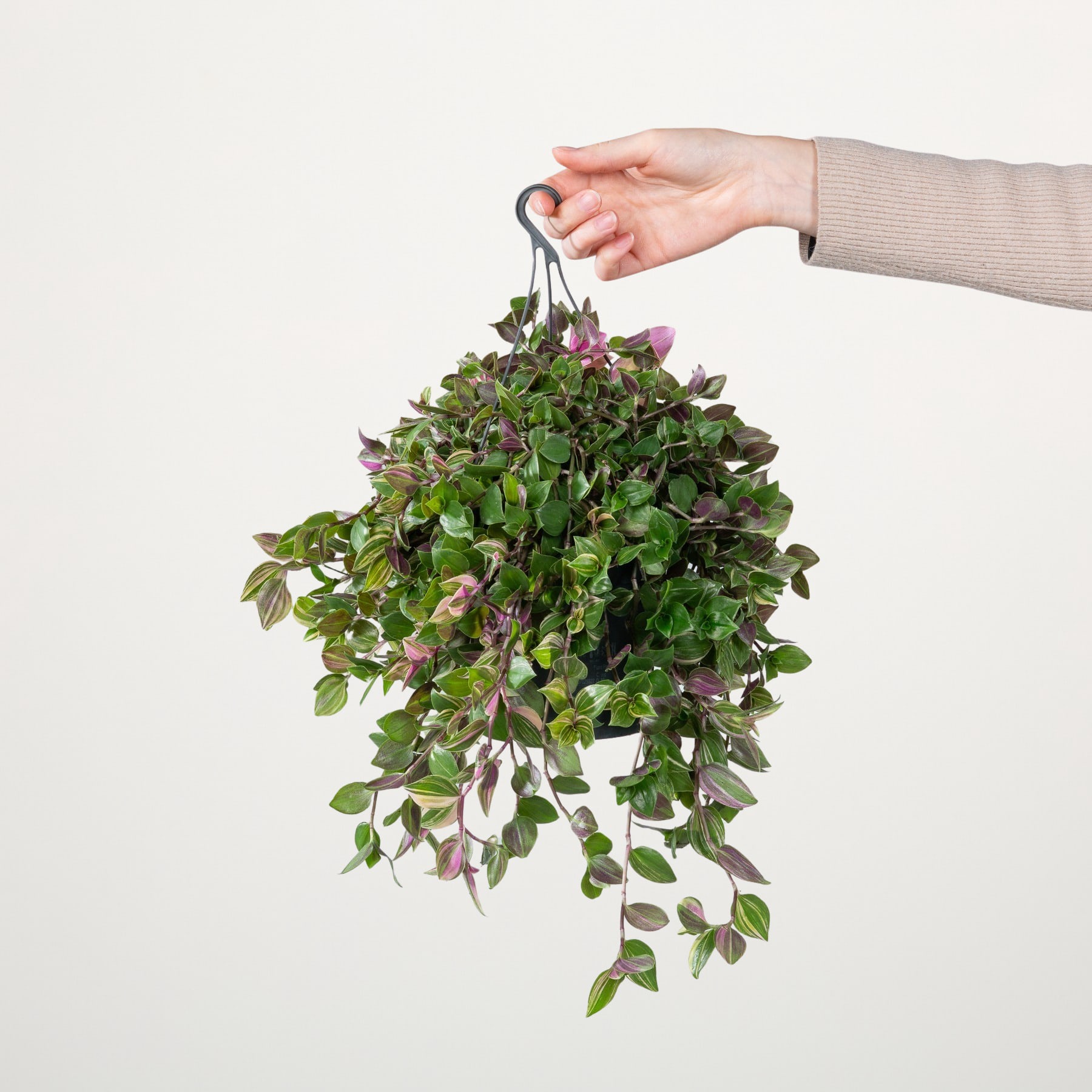Eine Hand hält eine üppige, grüne Hängepflanze mit kleinen violetten Blüten vor einem schlichten weißen Hintergrund.