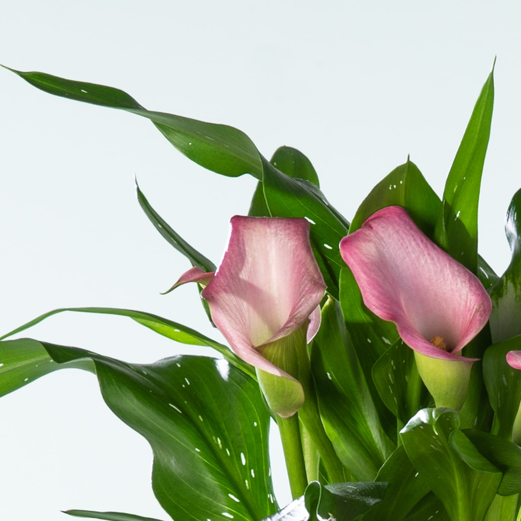 Das Bild zeigt leuchtend rosa Calla-Lilien, die vor einem schlichten Hintergrund aus üppigem grünem Laub sprießen.