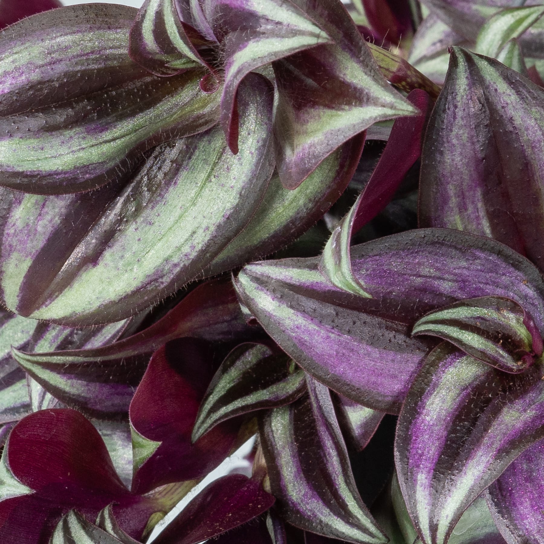 Das Bild zeigt eine Nahaufnahme leuchtend violetter und grüner Blätter, aus deren Blättern eine kleine rote Blüte hervorschaut.