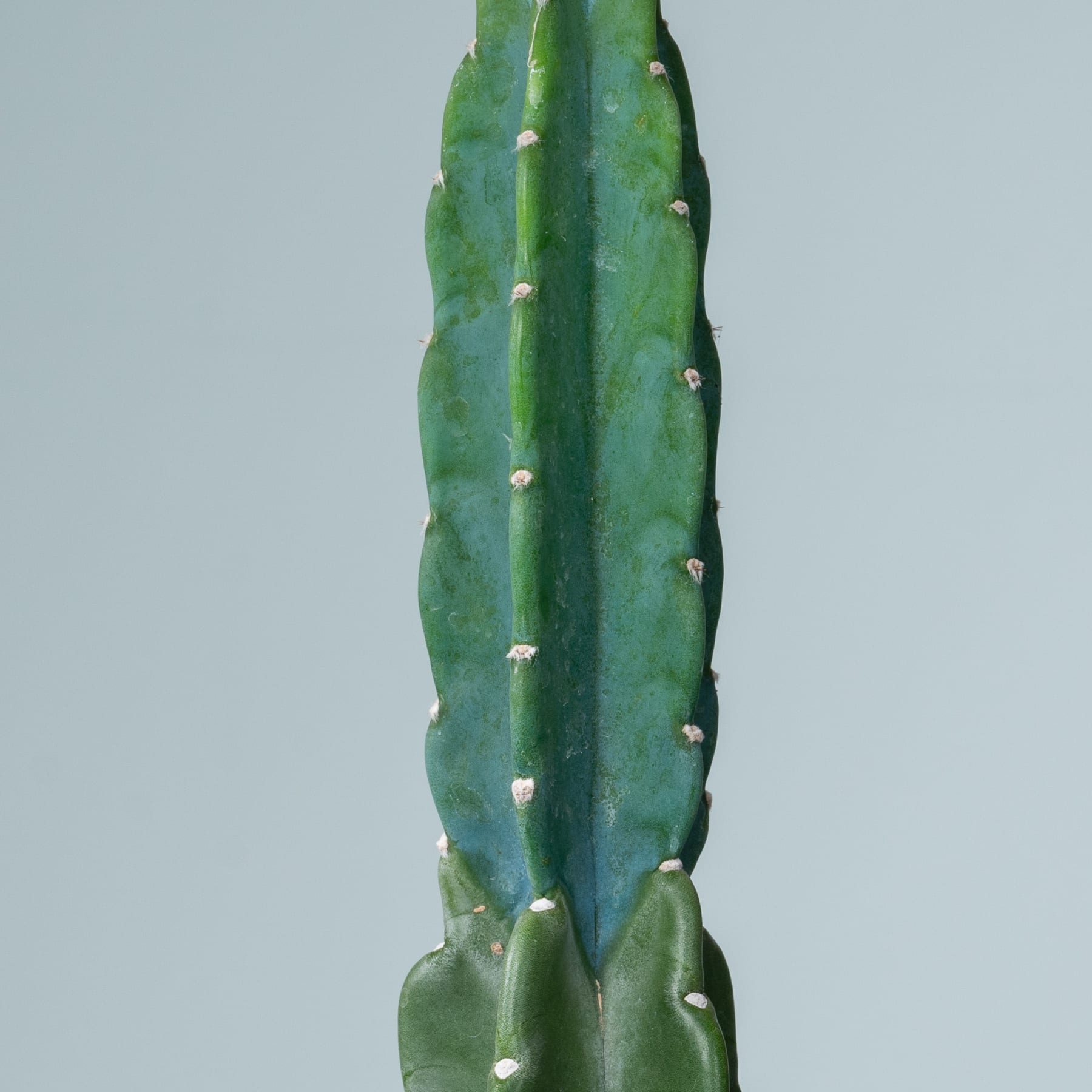 Ein großer, grüner Kaktus mit deutlichen Rippen und kleinen weißen Stacheln steht vor einem hellblaugrünen Hintergrund.
