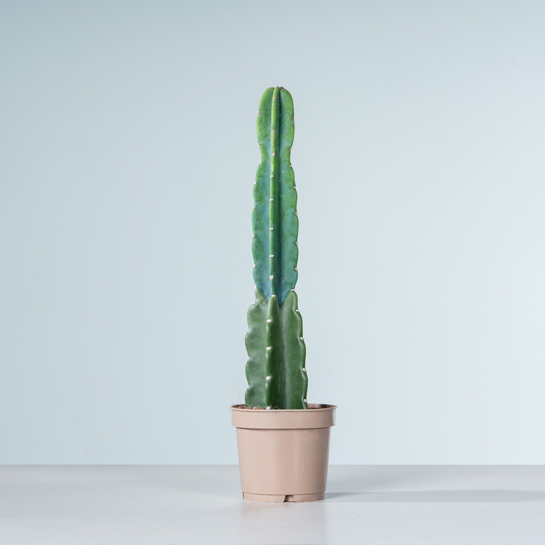 Eine große, grüne Kaktuspflanze steht in einem rosa Topf vor einem schlichten, hellblauen Hintergrund.