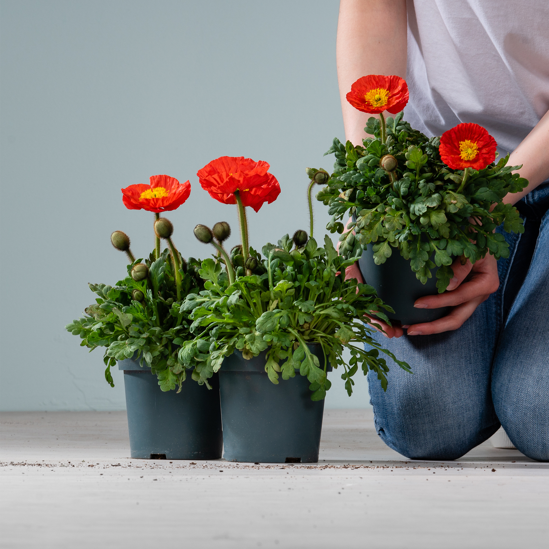 Leuchtend rote und orange Blumen in Töpfen, gehalten von einer Person in Jeans, vor einem schlichten grauen Hintergrund.