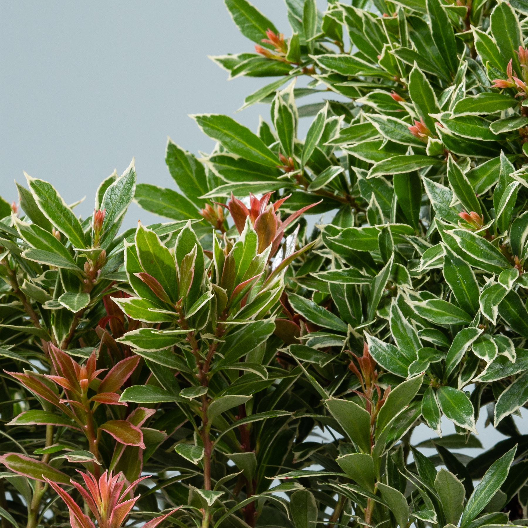 Ein üppiges, leuchtendes Laub aus grünen und roten Blättern füllt den Rahmen und schafft eine optisch beeindruckende und natürliche Szene.