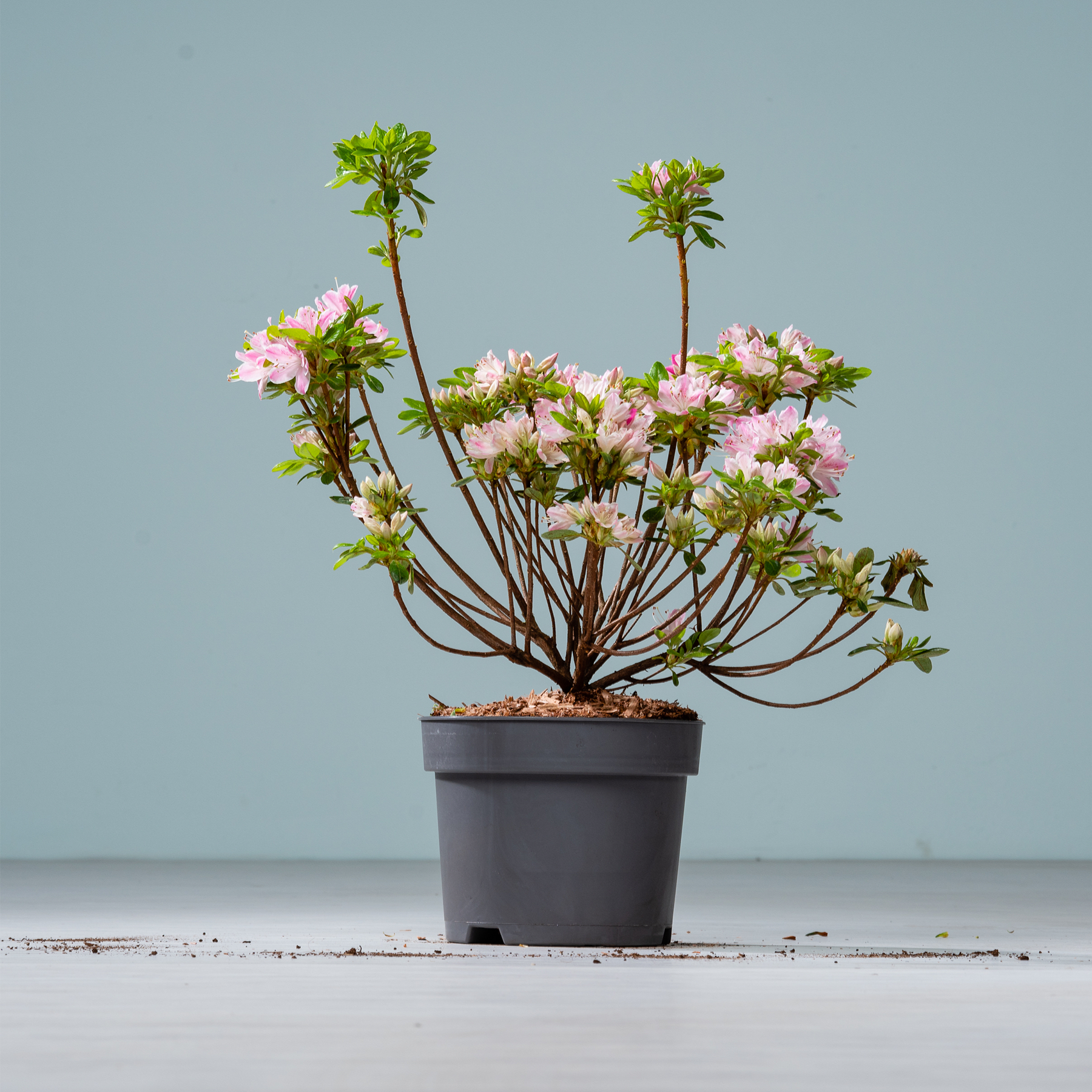 Eine Topfpflanze mit zartrosa Blüten steht auf einer Holzoberfläche vor einem schlichten blaugrauen Hintergrund.