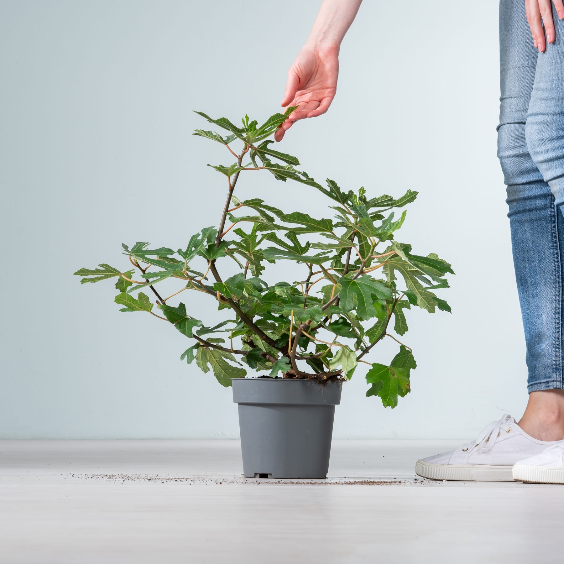 Die Hand einer Person kümmert sich vorsichtig um eine Topfpflanze mit üppigen grünen Blättern vor einem schlichten Hintergrund.