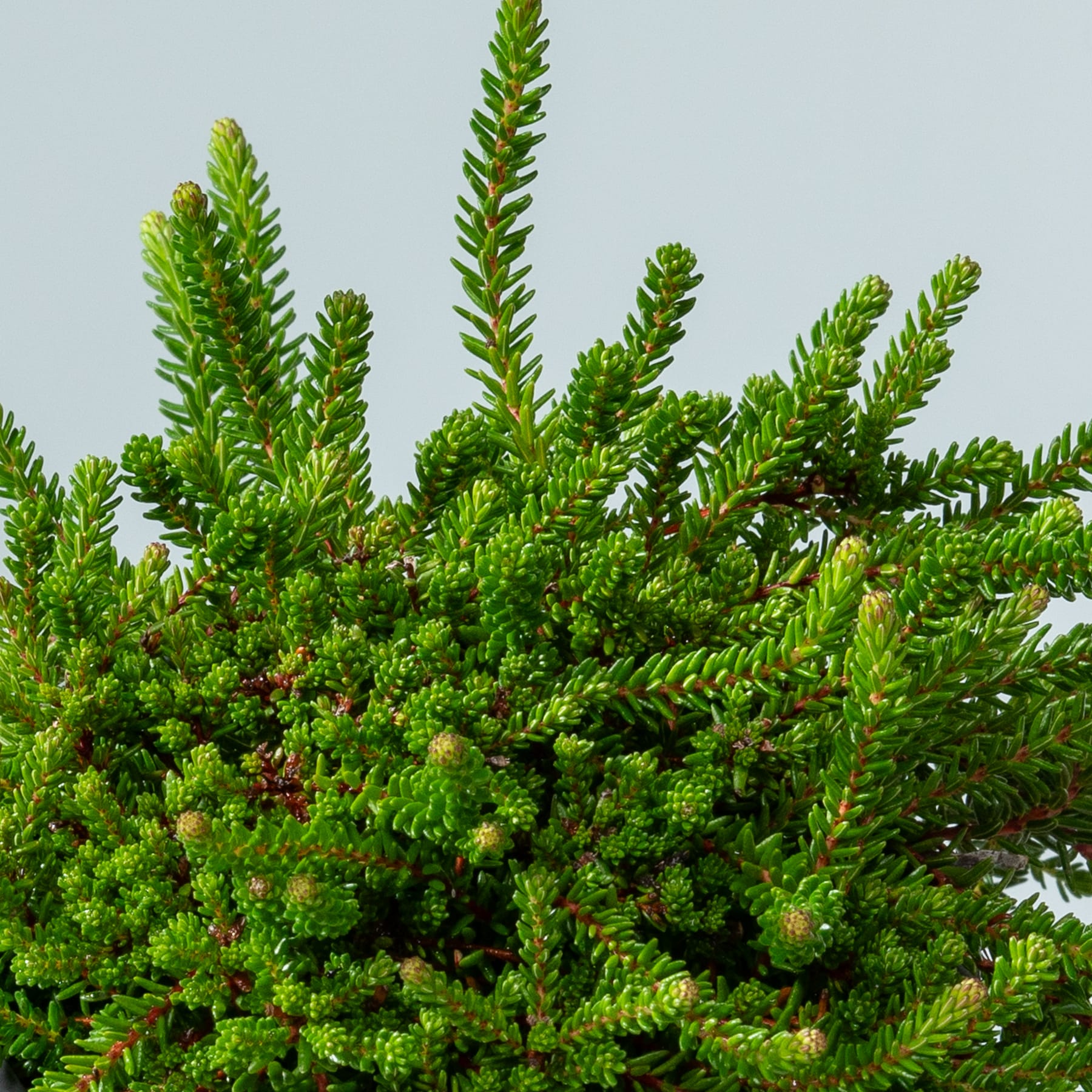 Üppiges, grünes Laub mit leuchtend grünen Nadeln und Zweigen füllt den Rahmen vor einem blassen, dunstigen Himmel.