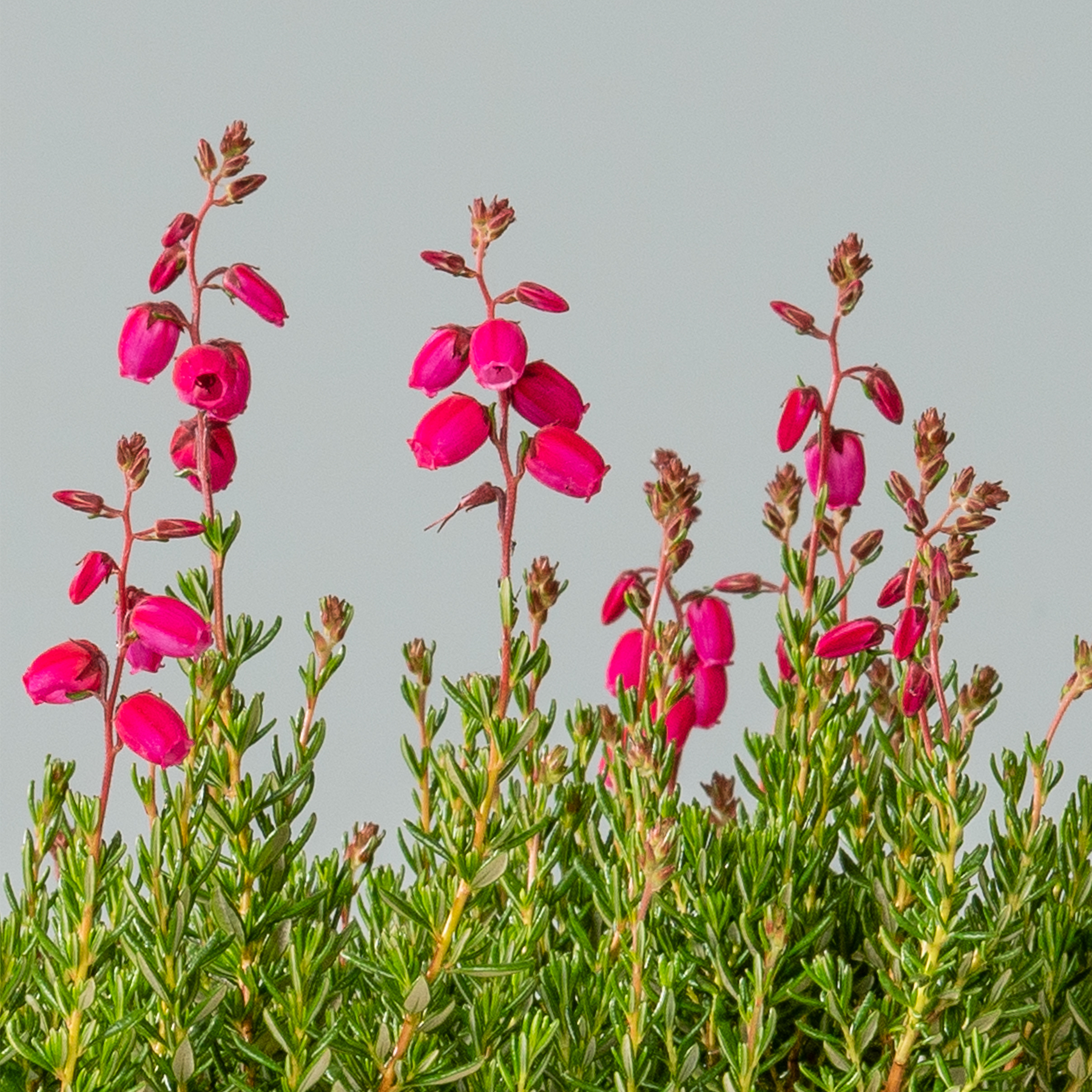 Leuchtend rosa Blüten mit grünem Laub ragen hoch vor einem blassen blaugrauen Himmel empor und sorgen für einen eindrucksvollen Kontrast und natürliche Schönheit.