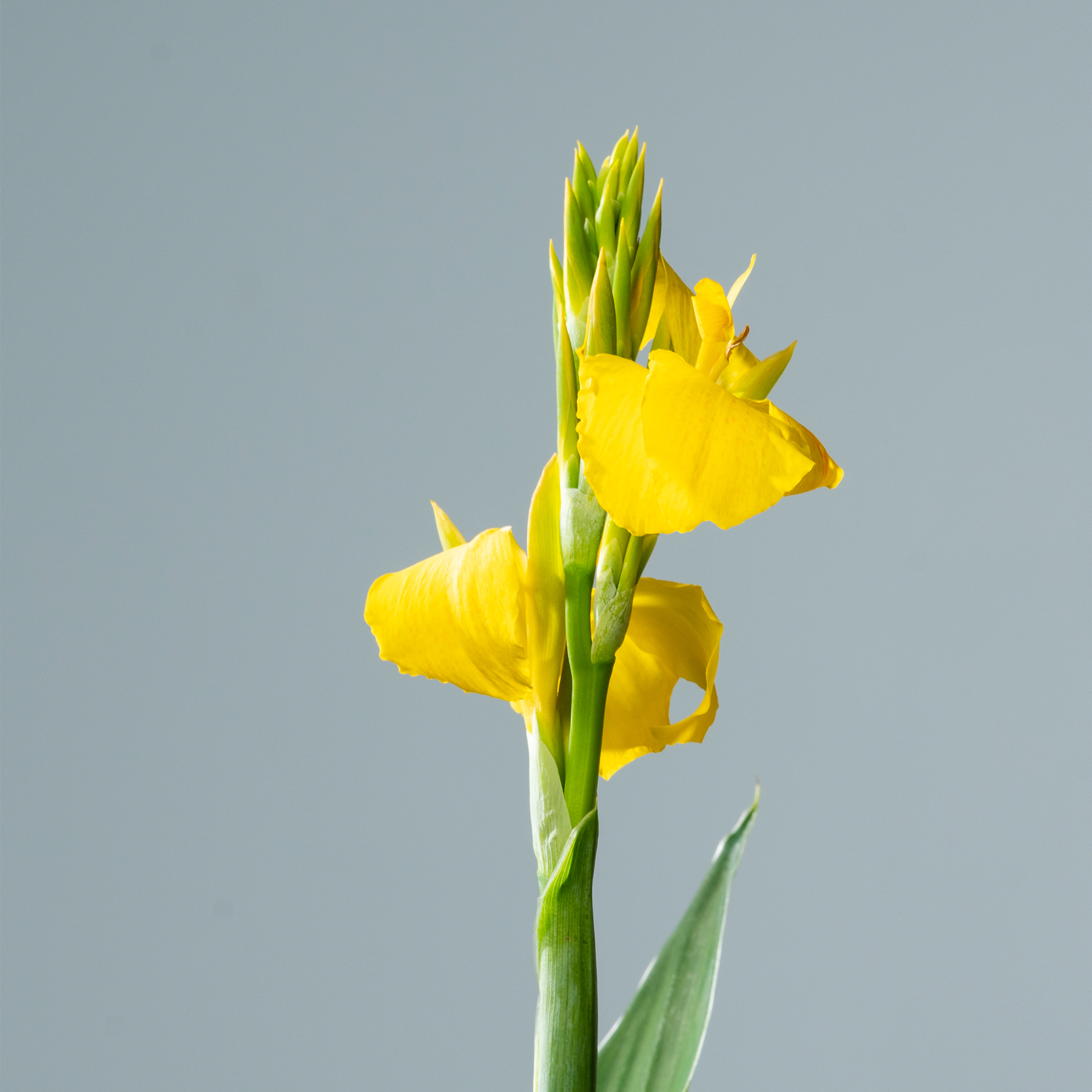Leuchtend gelbe Narzissenblüten mit grünen Stielen und Blättern vor einem gedämpften graublauen Hintergrund.
