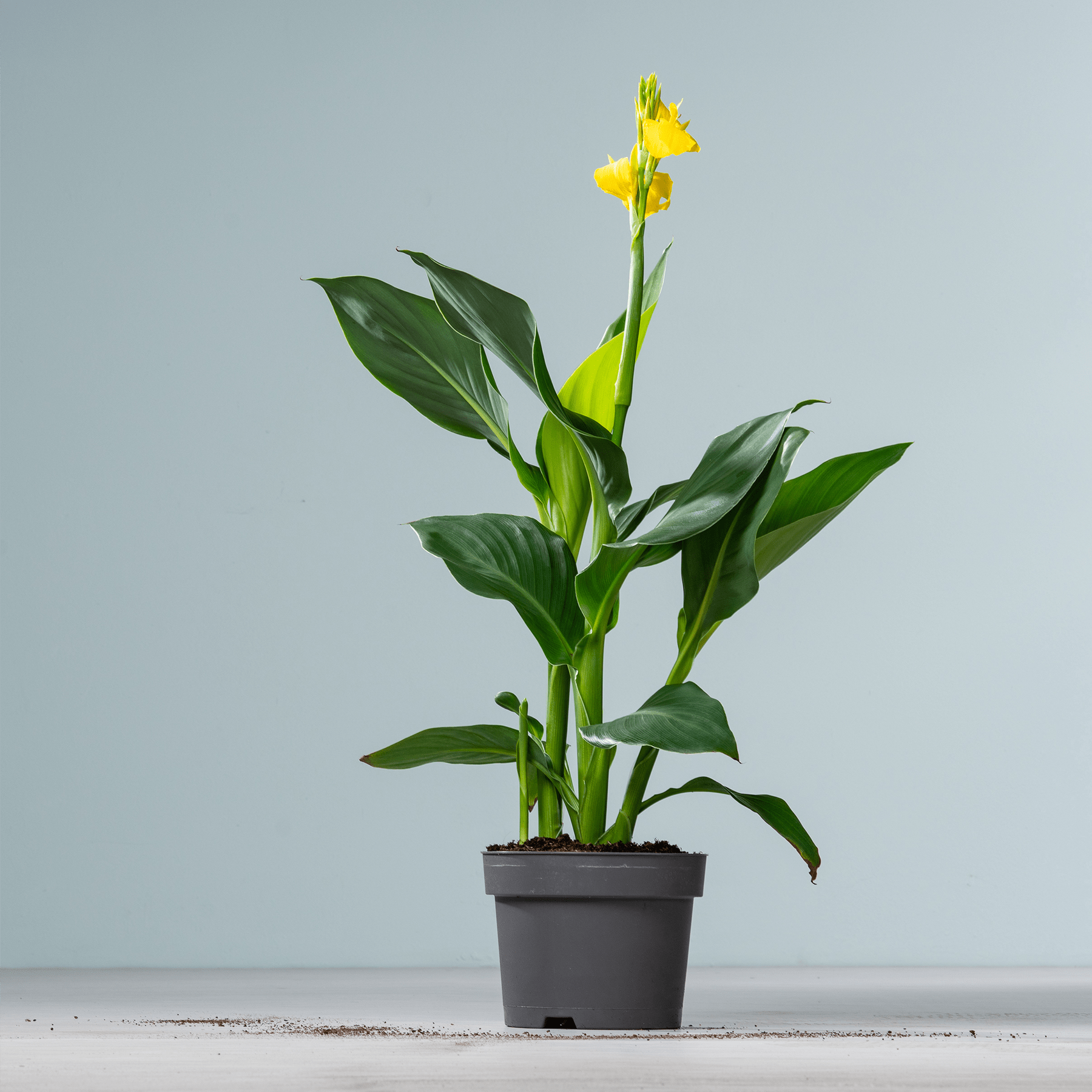 Eine Topfpflanze mit großen grünen Blättern und einer einzelnen gelben Blüte steht auf einer Holzoberfläche vor einem schlichten grauen Hintergrund.