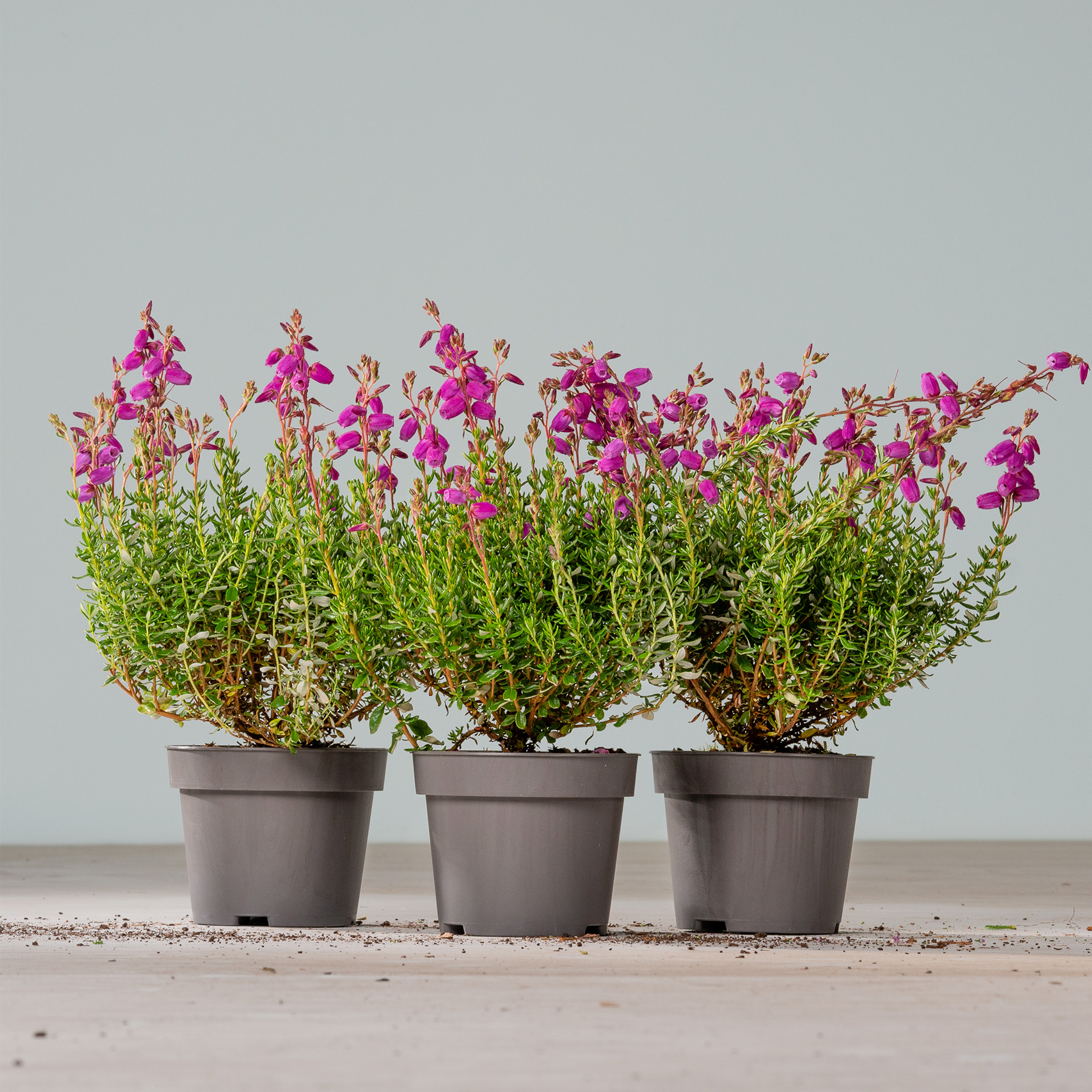 Drei Topfpflanzen mit leuchtend violetten Blüten stehen auf einer Holzoberfläche vor einem schlichten grauen Hintergrund.