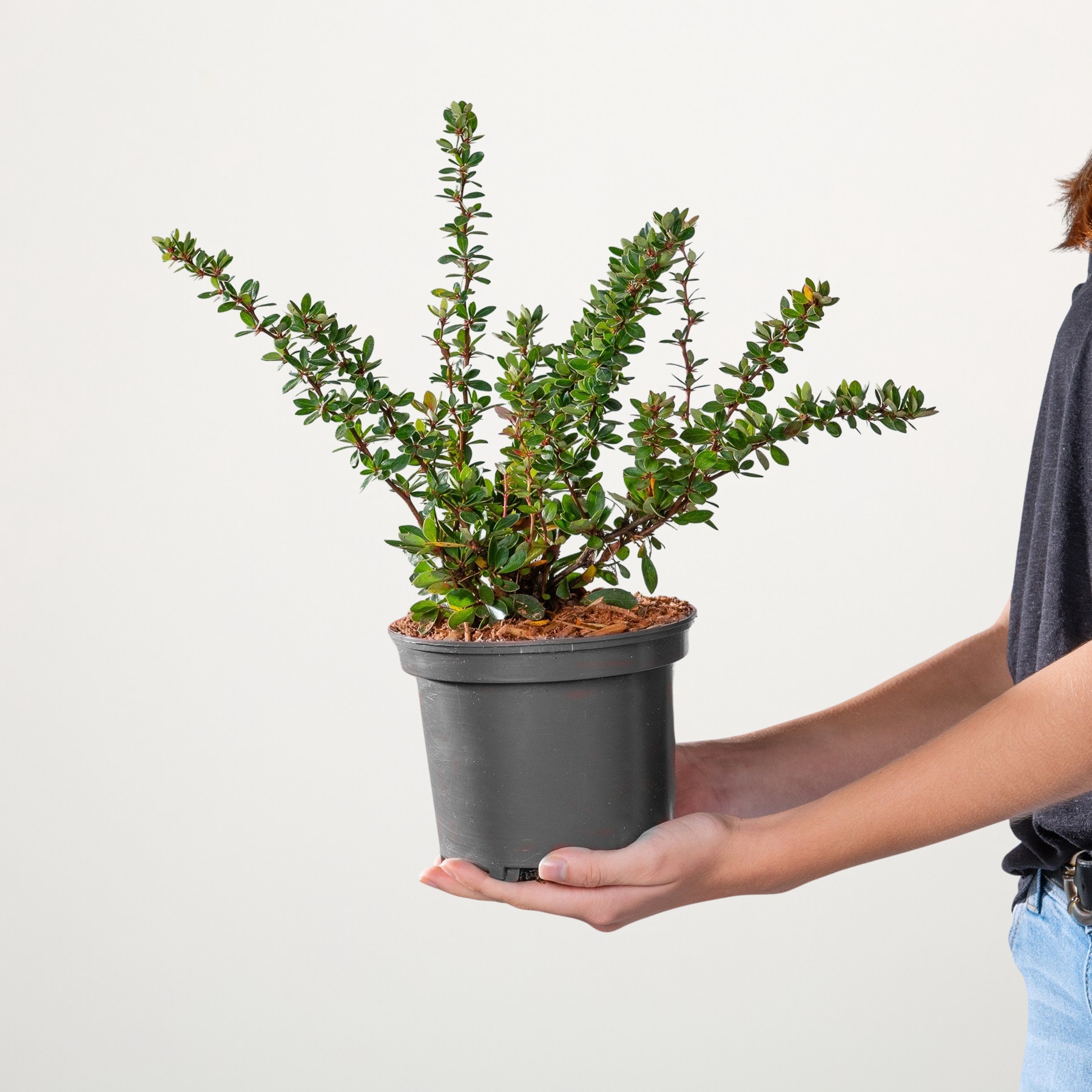 Die Hände einer Person halten eine Topfpflanze mit üppigen grünen Blättern vor einem schlichten weißen Hintergrund.