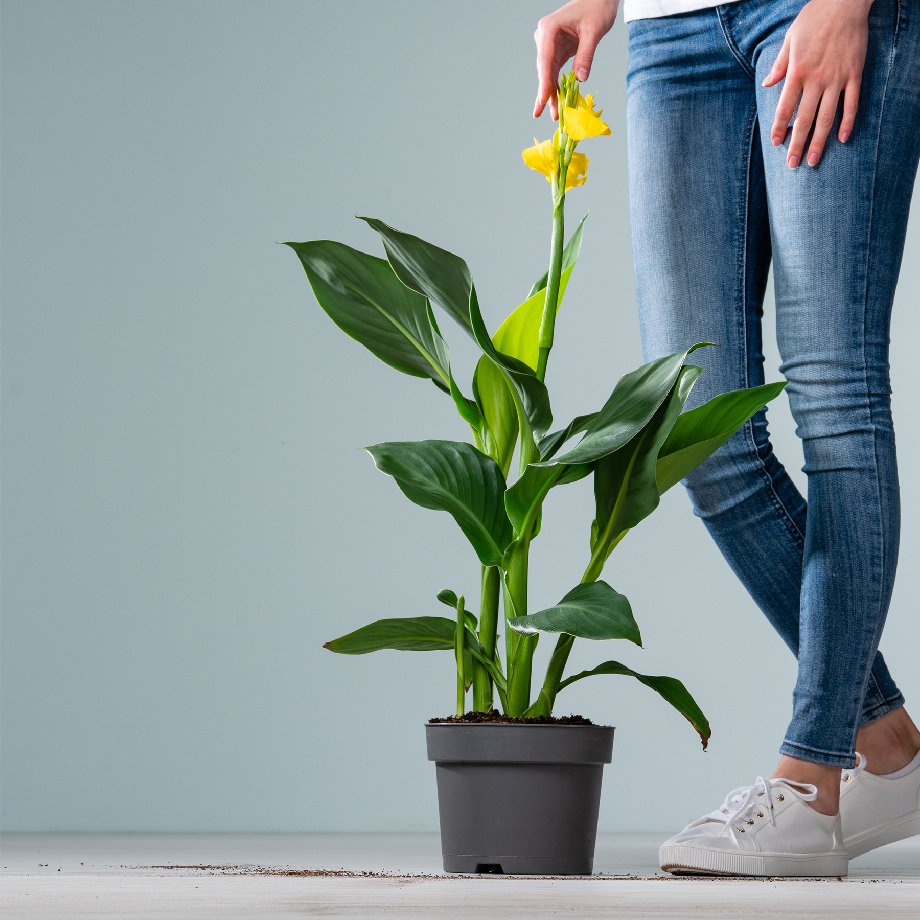 Im Vordergrund steht eine Topfpflanze mit großen grünen Blättern und einer leuchtend gelben Blüte, während im Hintergrund die Beine einer Person in Jeans und Turnschuhen zu sehen sind.
