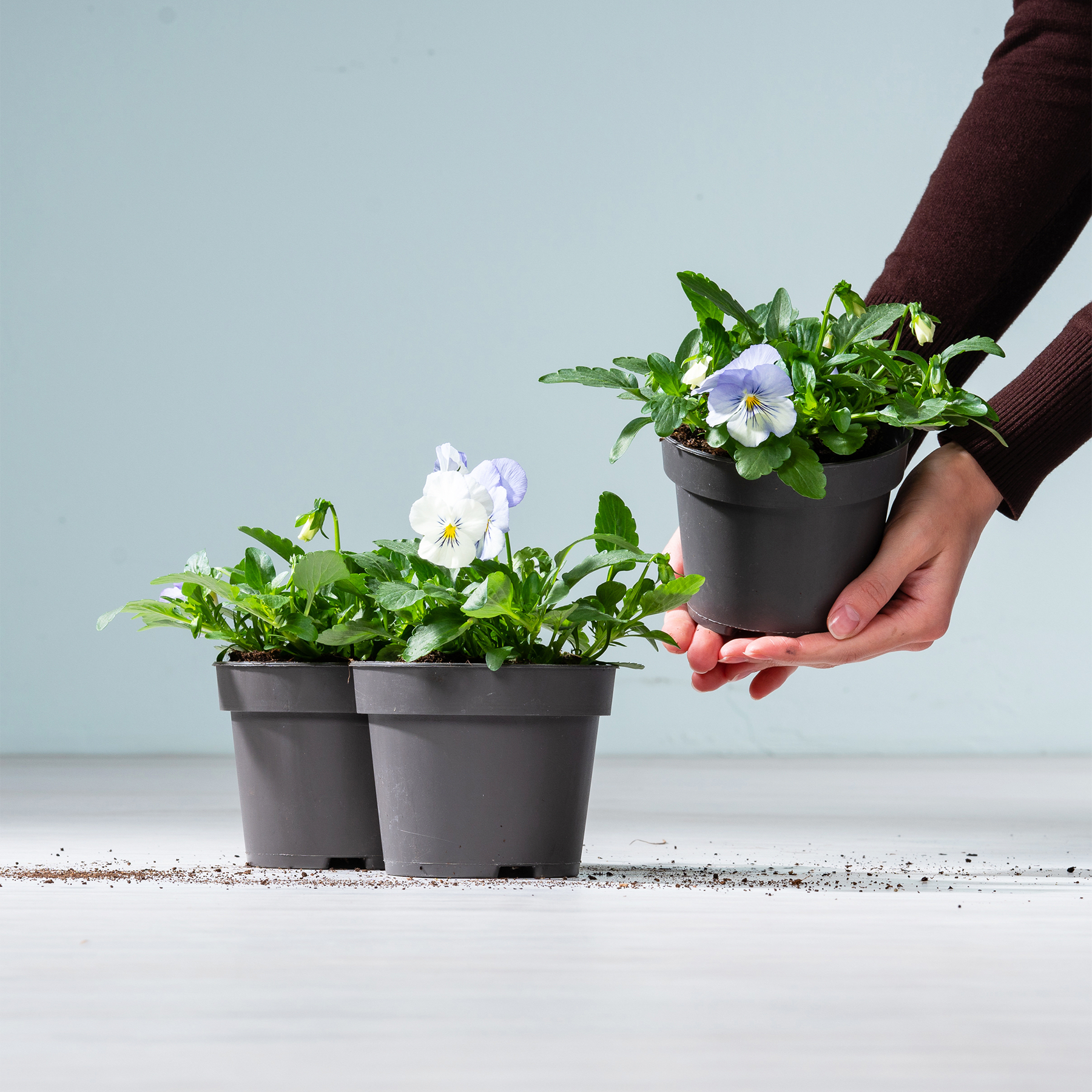 Das Bild zeigt die Hände einer Person, die vor einem schlichten Hintergrund zwei schwarze Pflanzgefäße mit üppigem grünem Laub und leuchtend weißen und violetten Blumen hält.