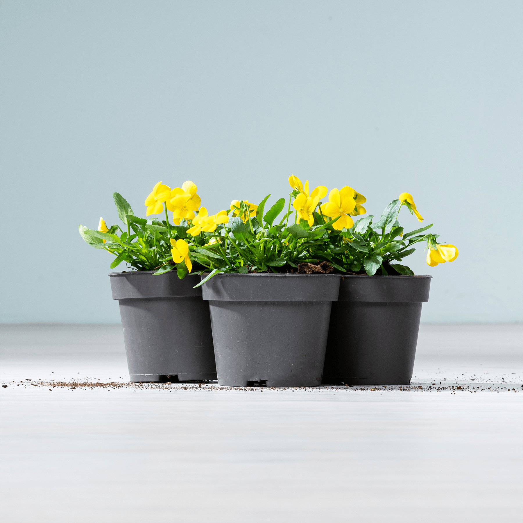 Drei schwarze Plastiktöpfe mit leuchtend gelben Blumen und grünem Laub vor einem schlichten hellblauen Hintergrund.